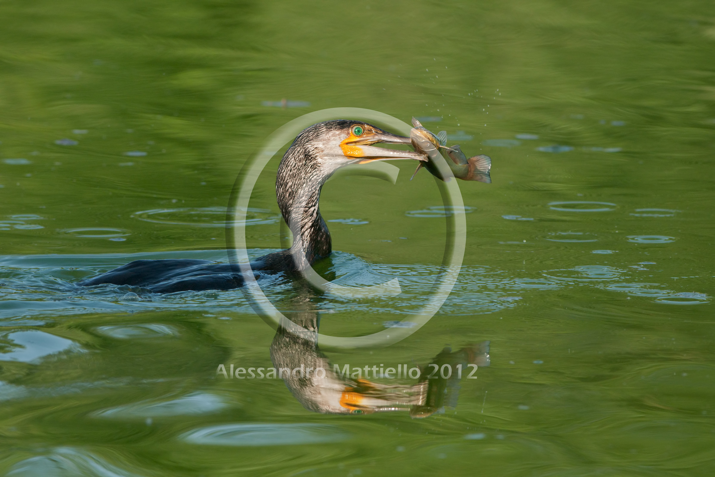 il cormorano e il pesce gatto