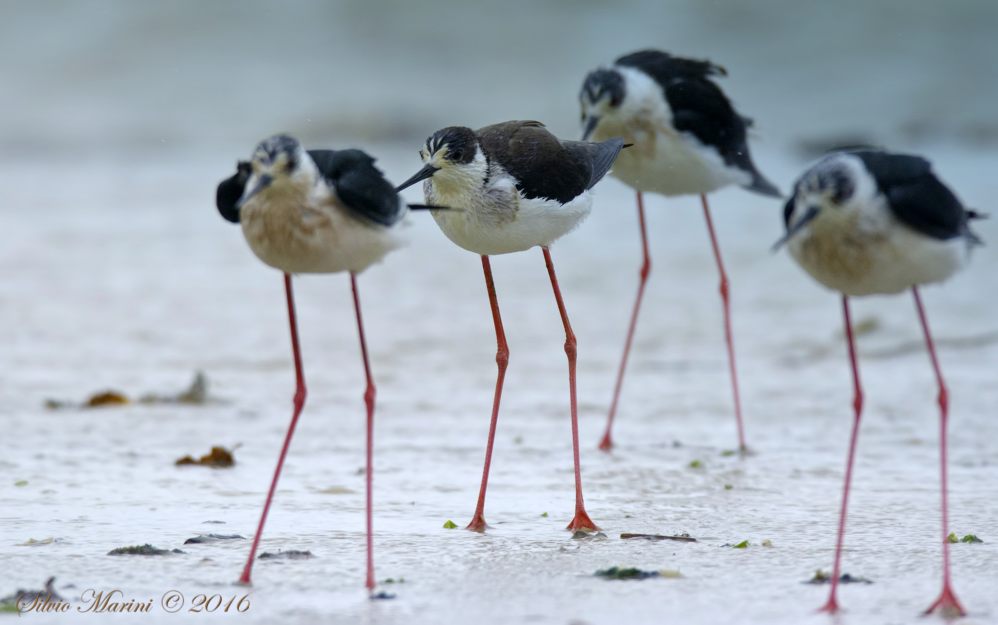 Cavaliere d'Italia (Himantopus himantopus)