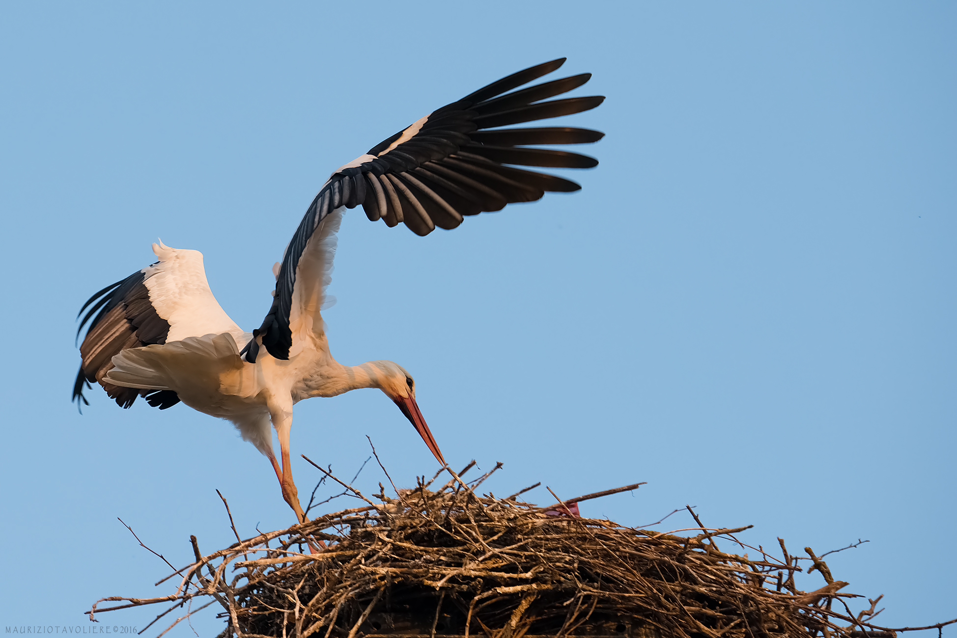 Il rientro della Cicogna ..