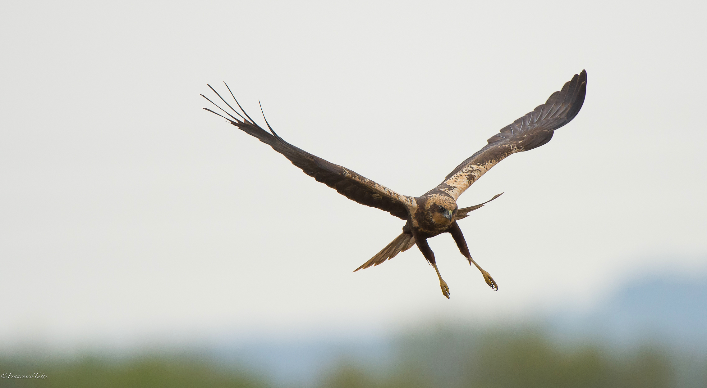Marsh harrier