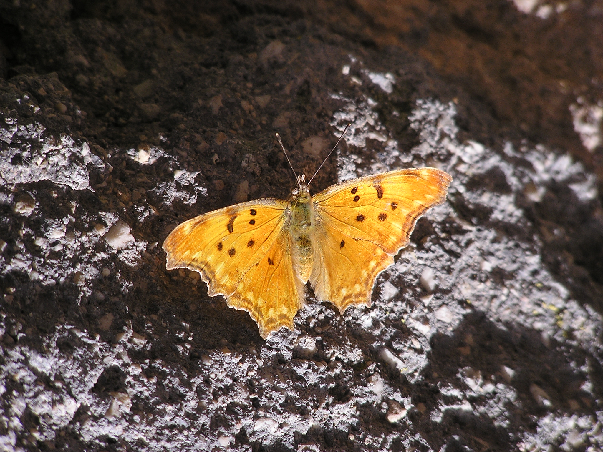 Polygonia egea, Scanno (Aq), m1050, Agosto 04'
