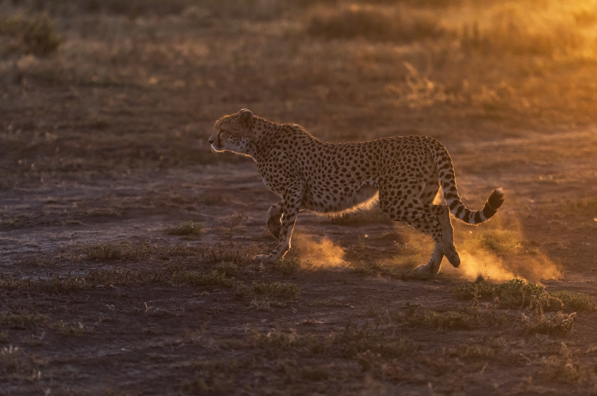 Tanzania 2016 - Alba a Ndutu