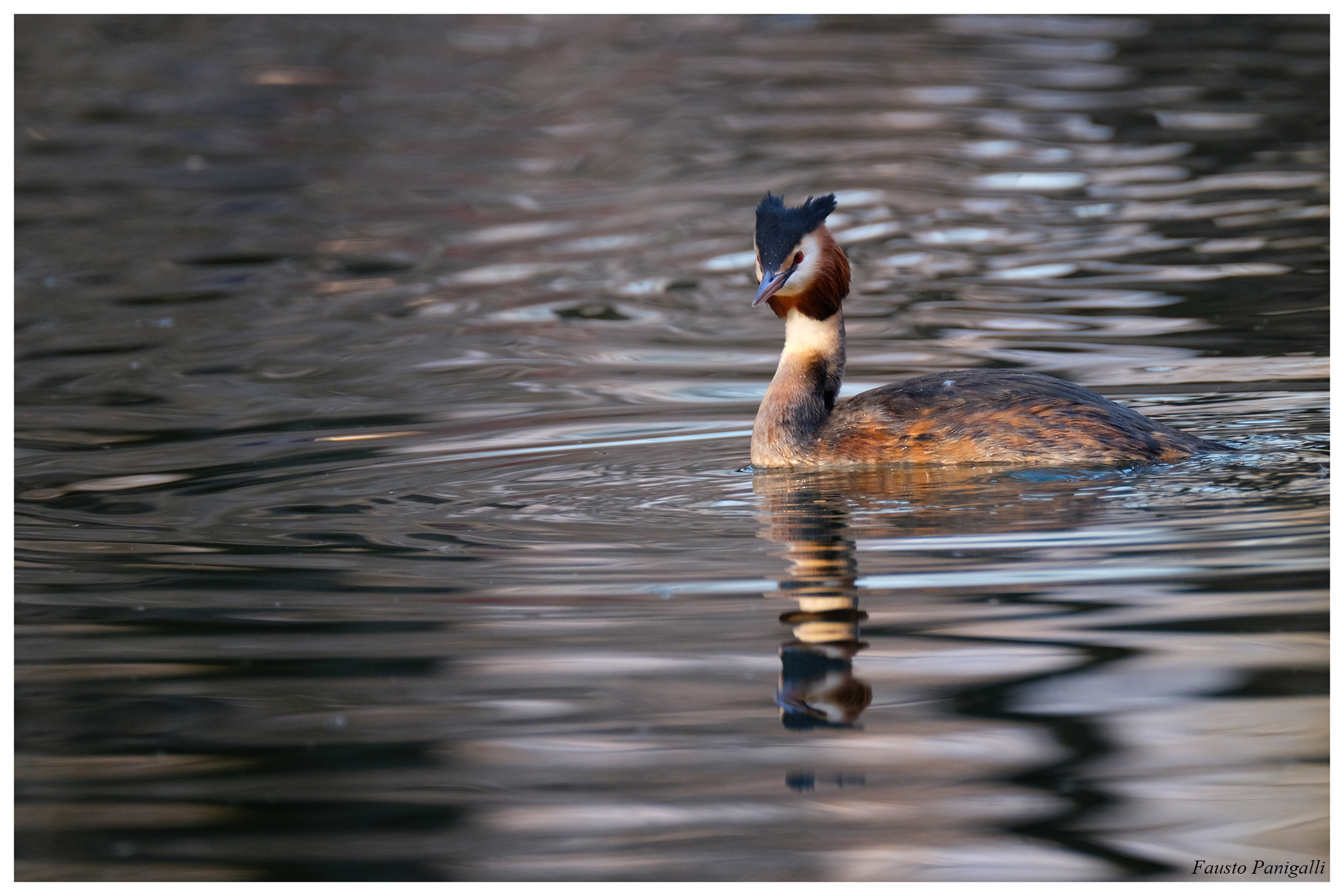 Grebe, Lake Endine (bg)