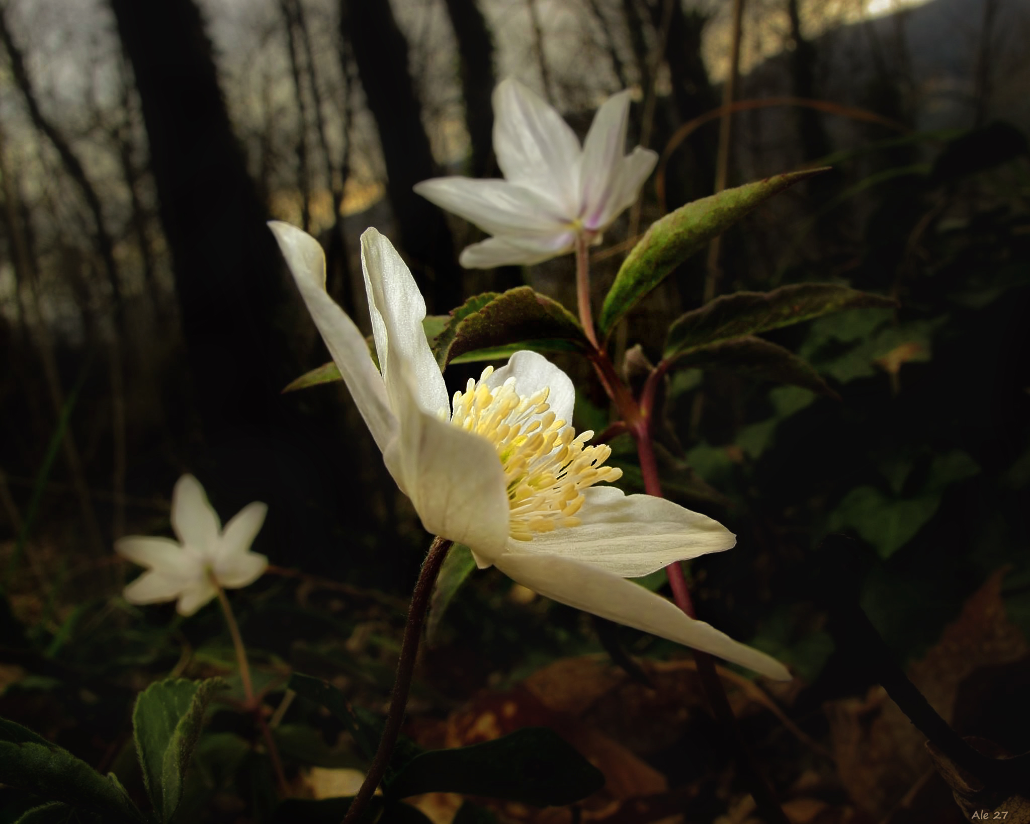 Spring ... is you ... I heard you! ...