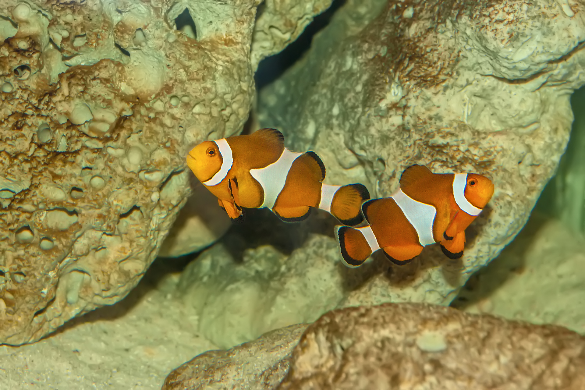 Ocellaris Clownfish