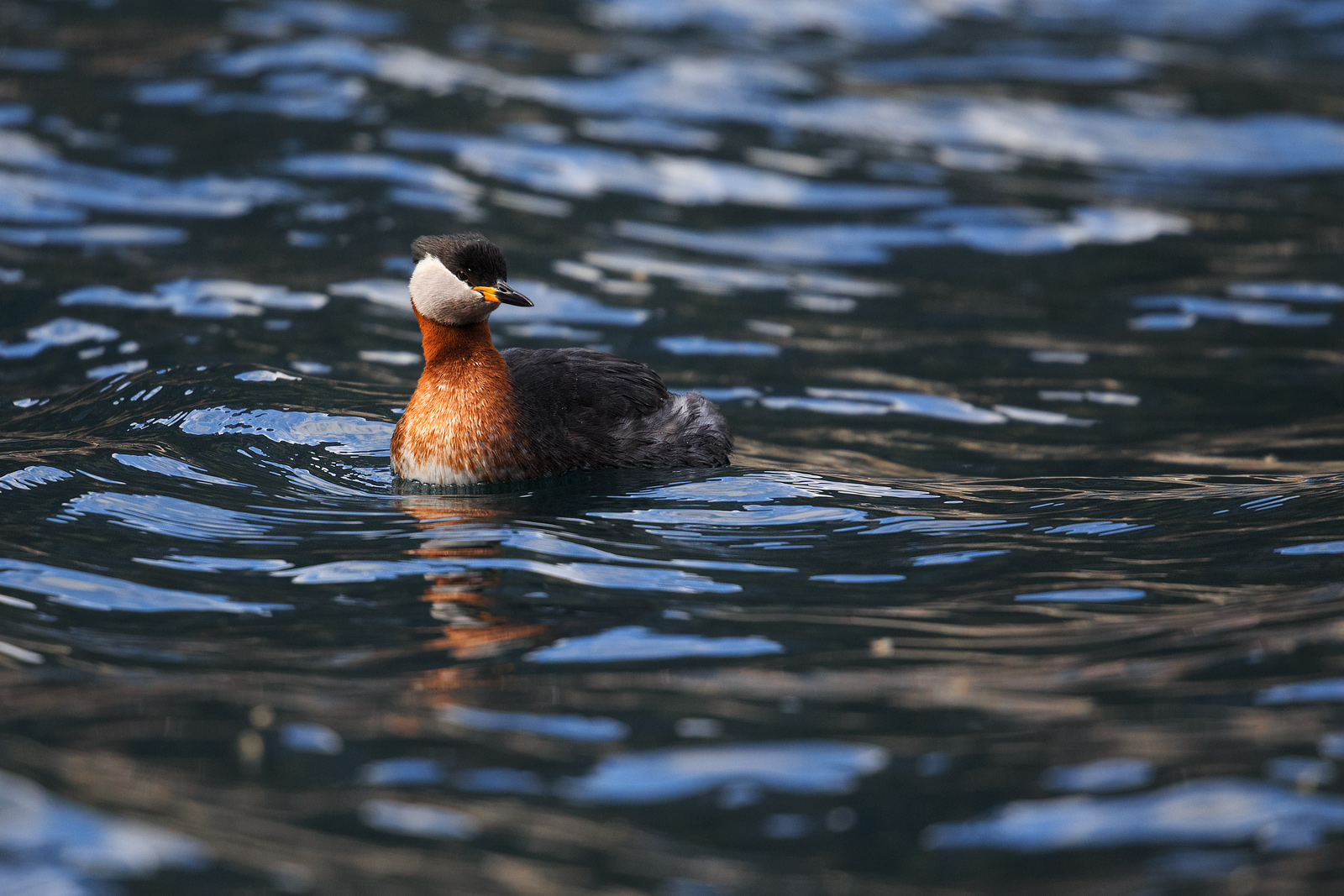 Red-necked Grebe.