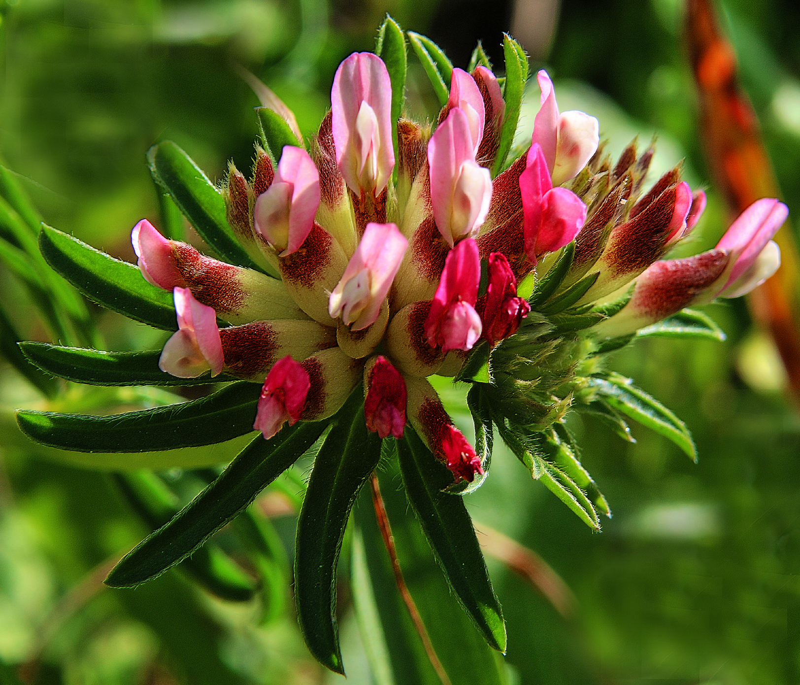 Primavera sui Monti Iblei