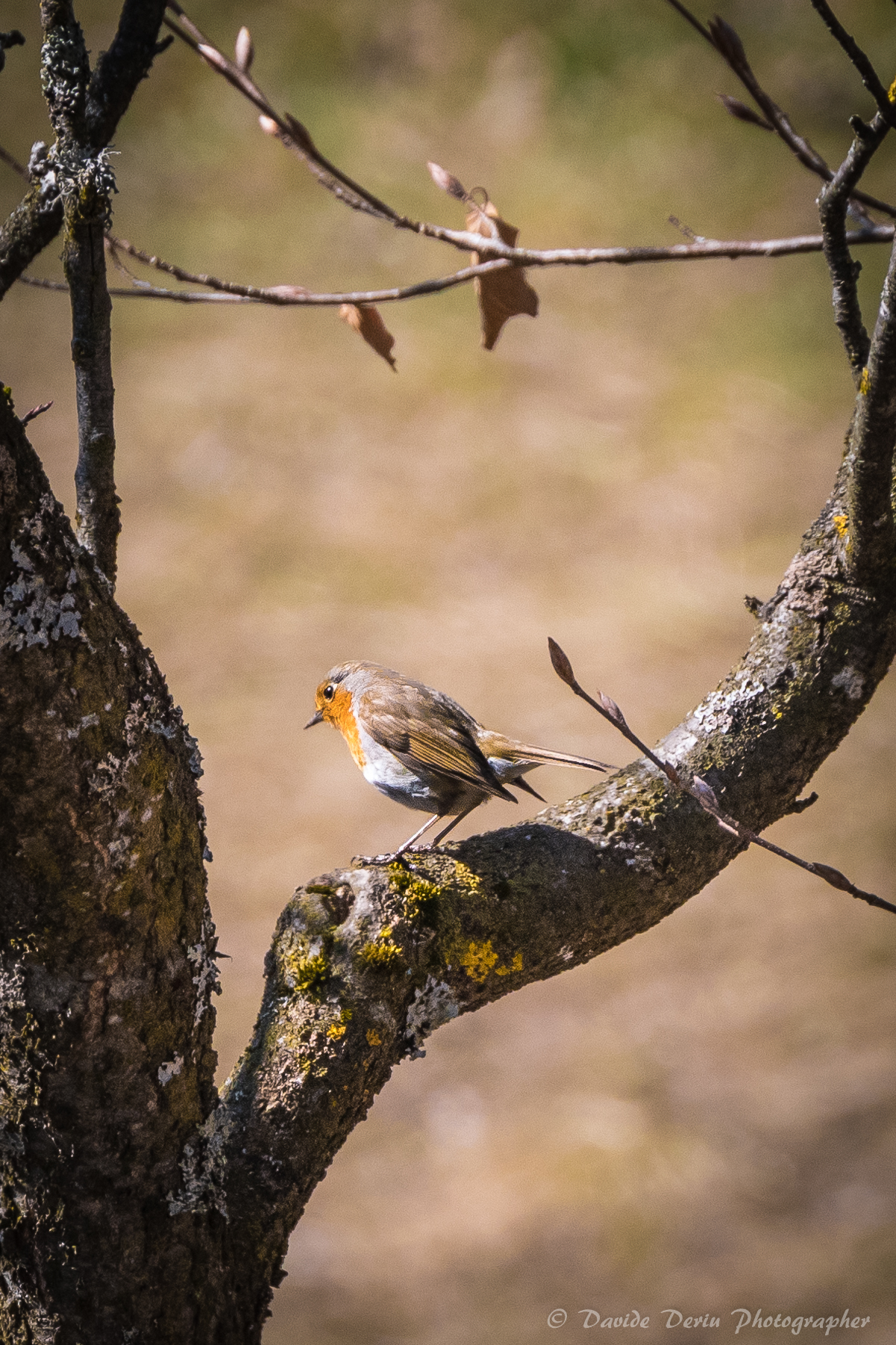 Robin under the house