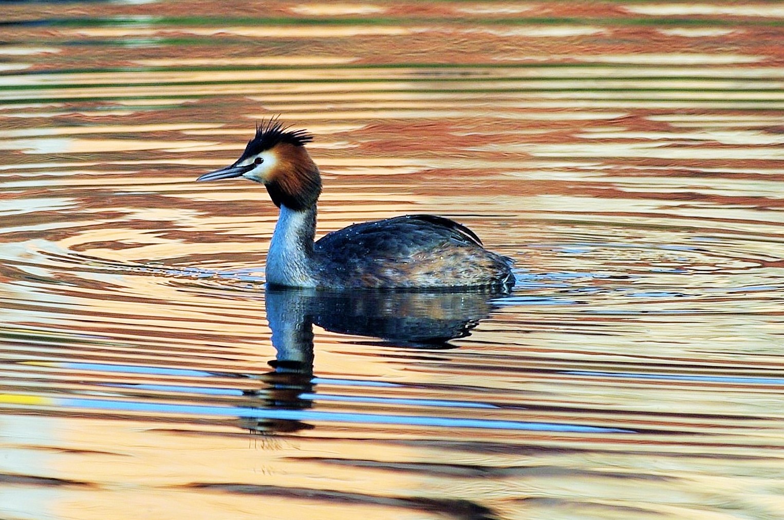 Great Crested Grebe