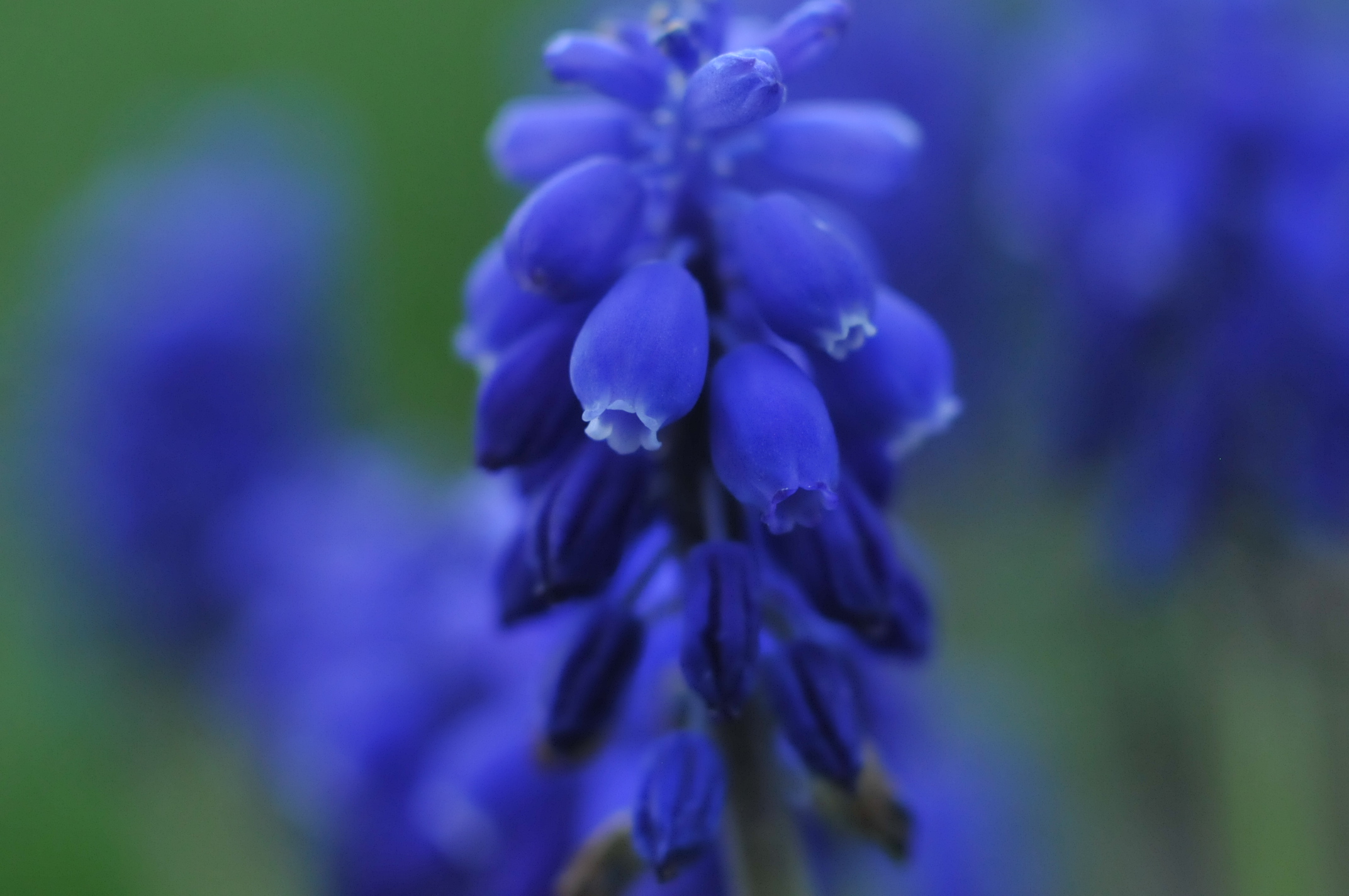 muscari
