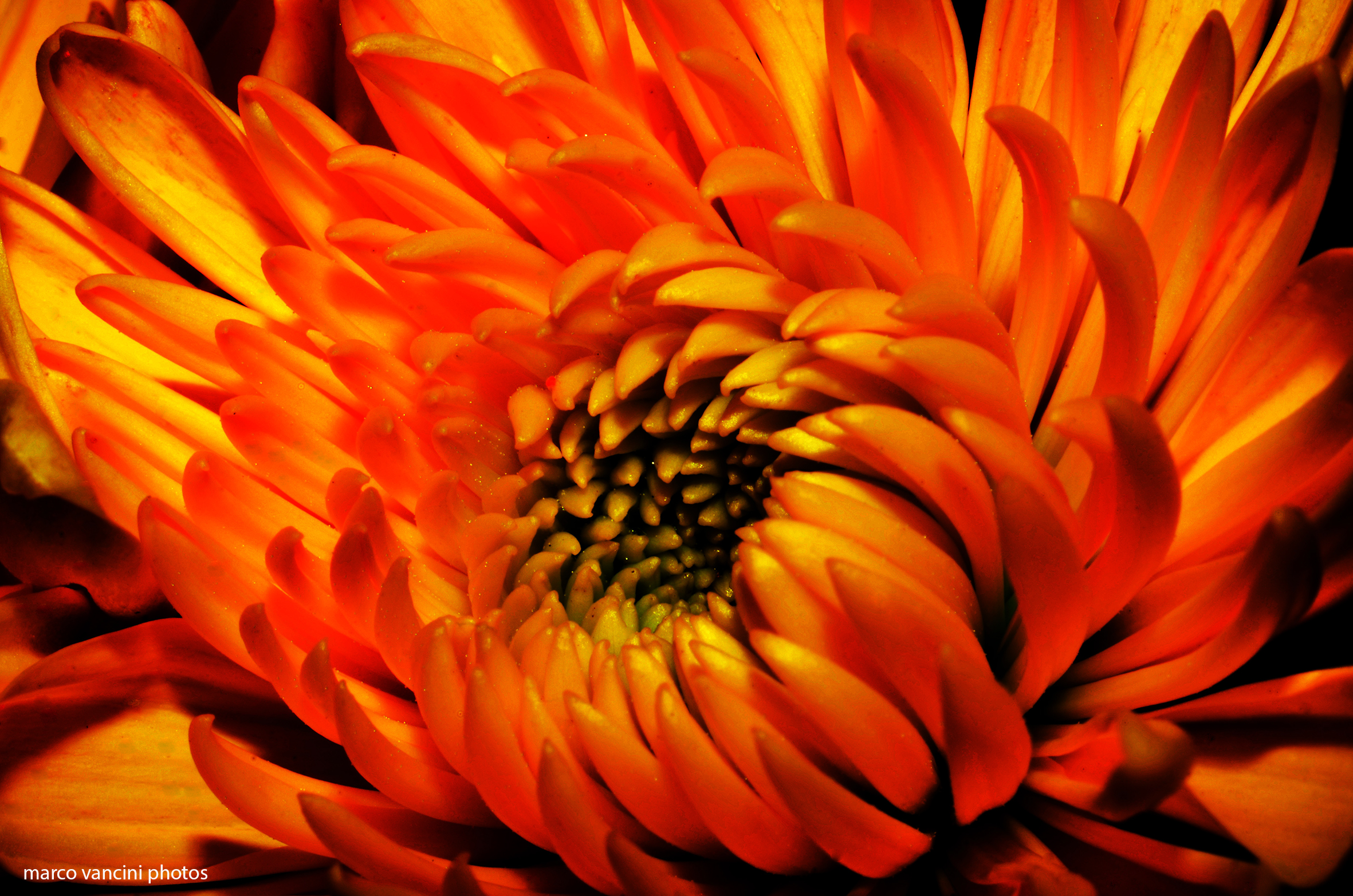 Un dettaglio di un fiore