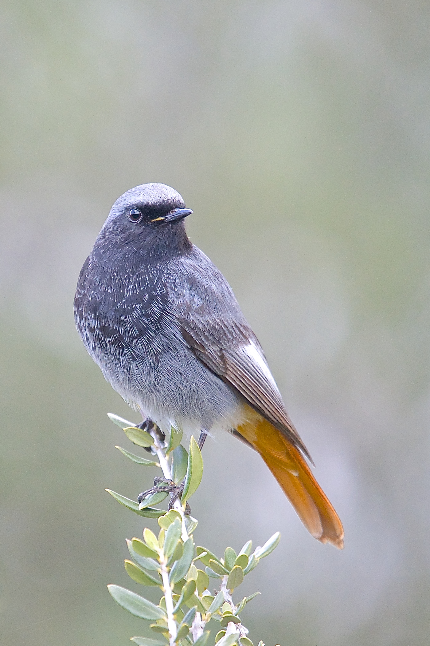 Spazzacamino maschio