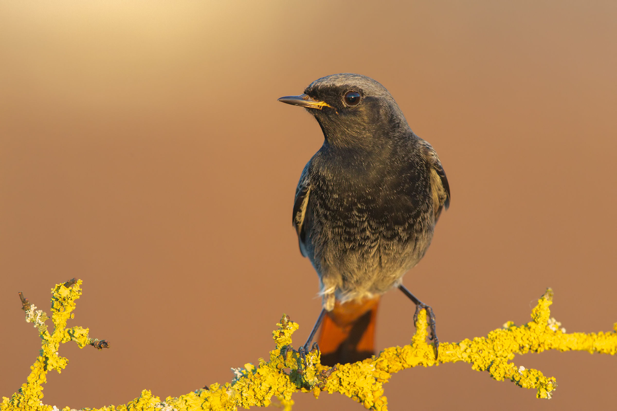 Uno spazza a 10.000 iso