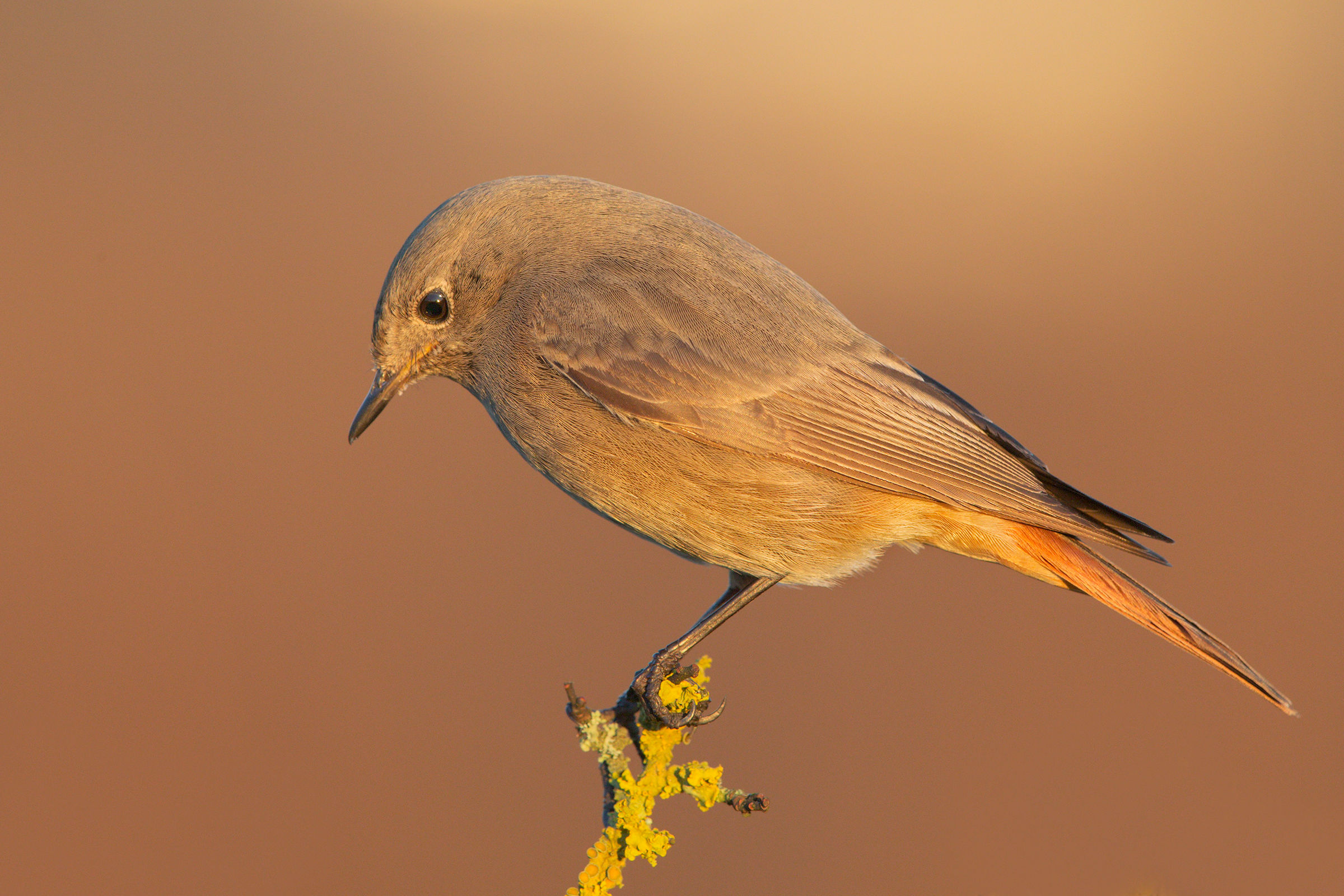 Codirosso spazzacamino