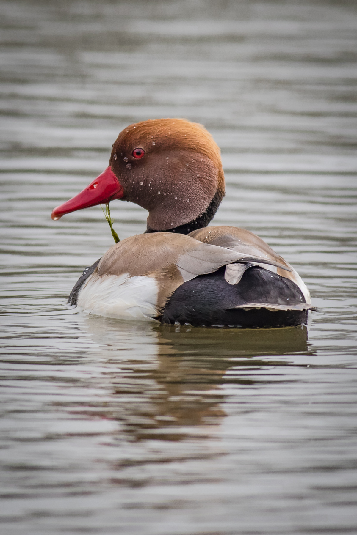 Fission turkish (male)
