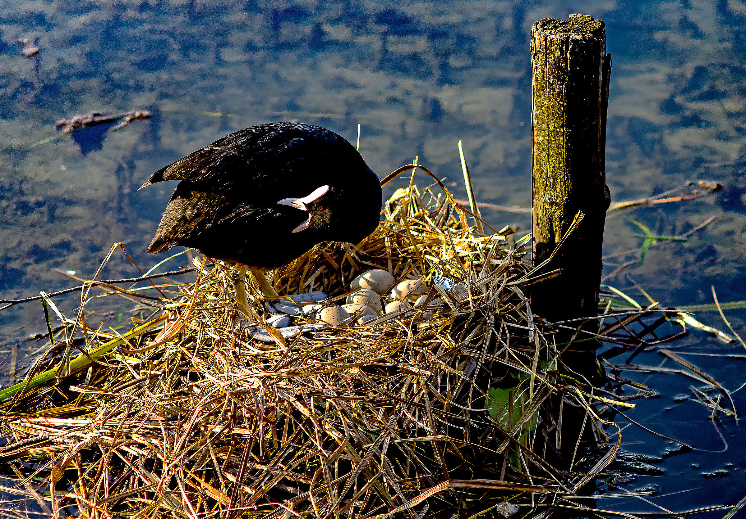 Coot at the nest egg cum (changing of the guard - 4)