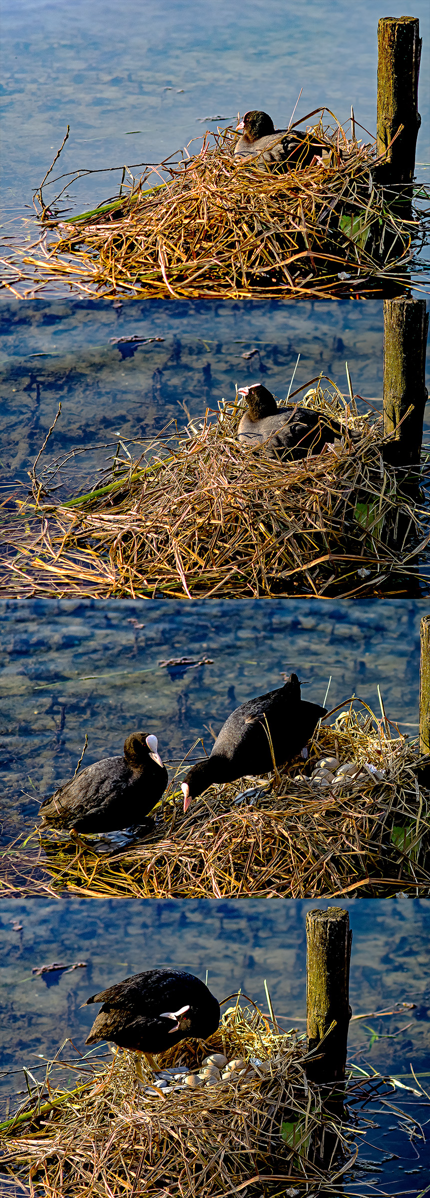 The changing of the guard at the nest coots