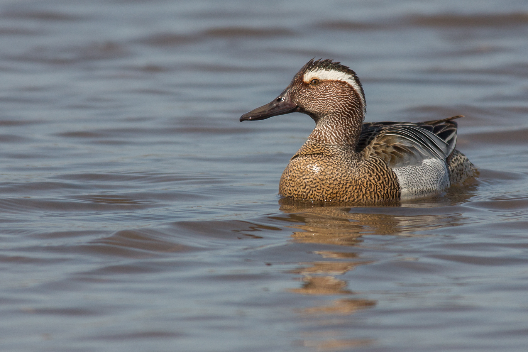 garganey