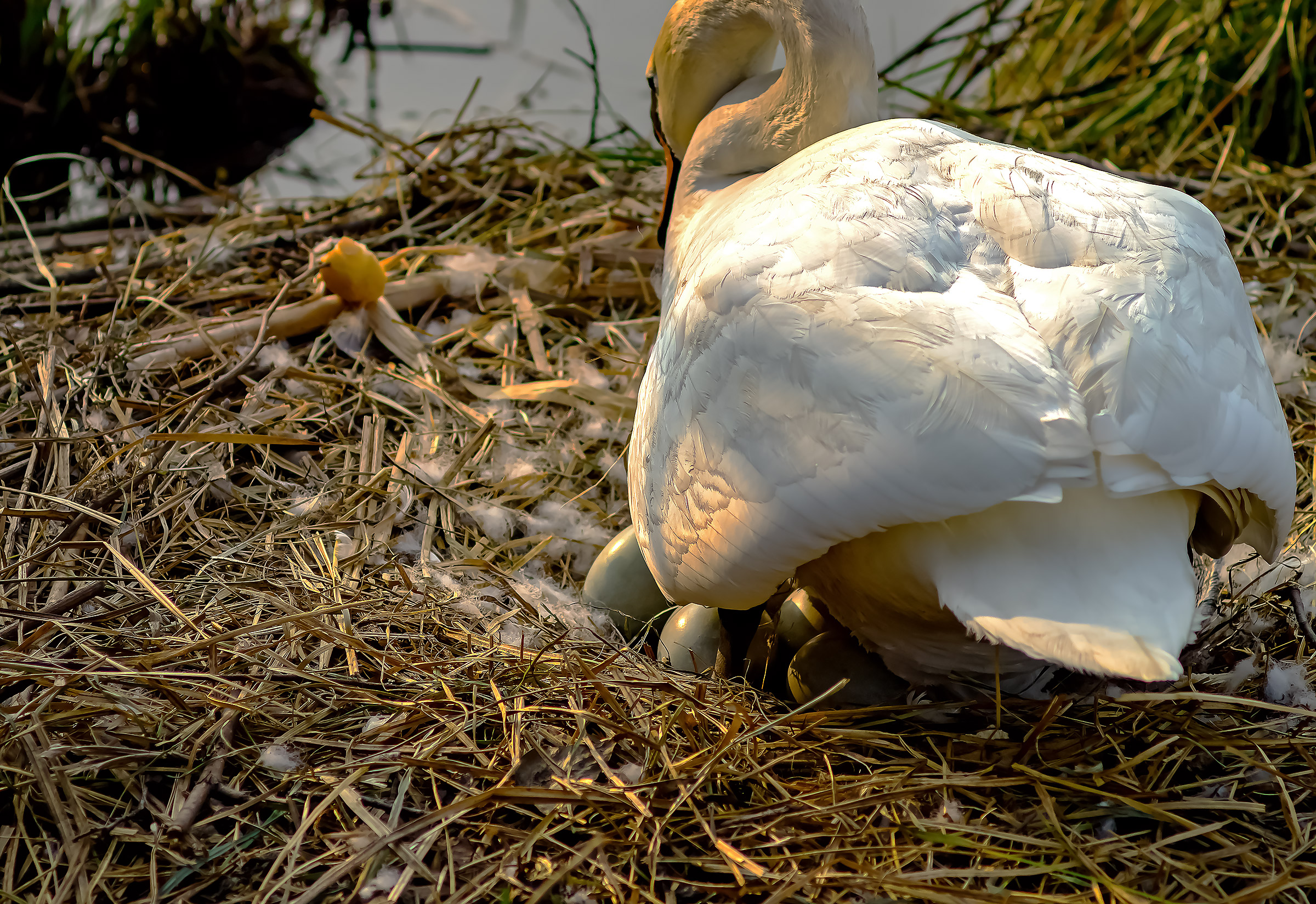 Swan hatching 2016, with eggs