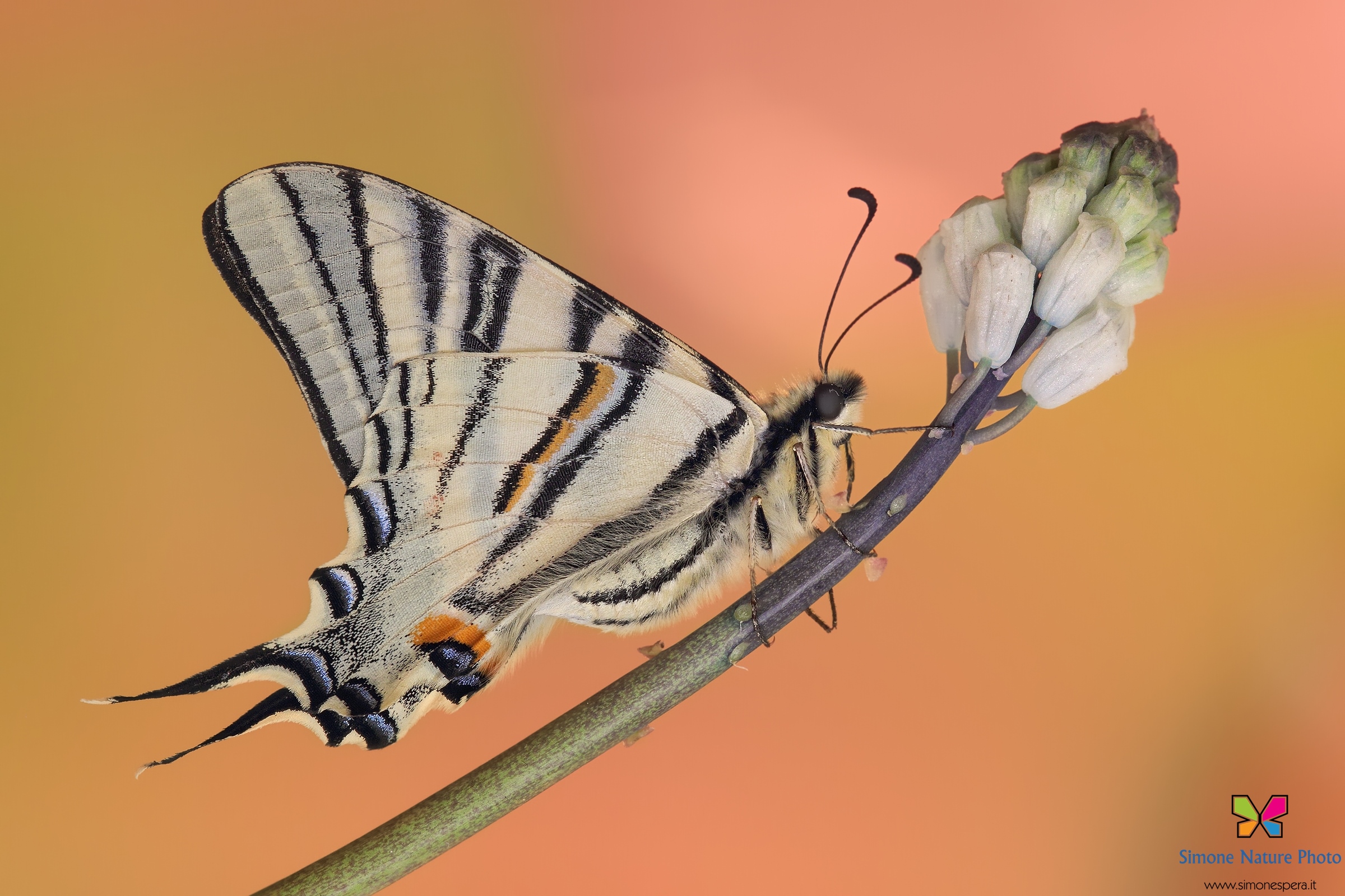Scarce Swallowtail .....