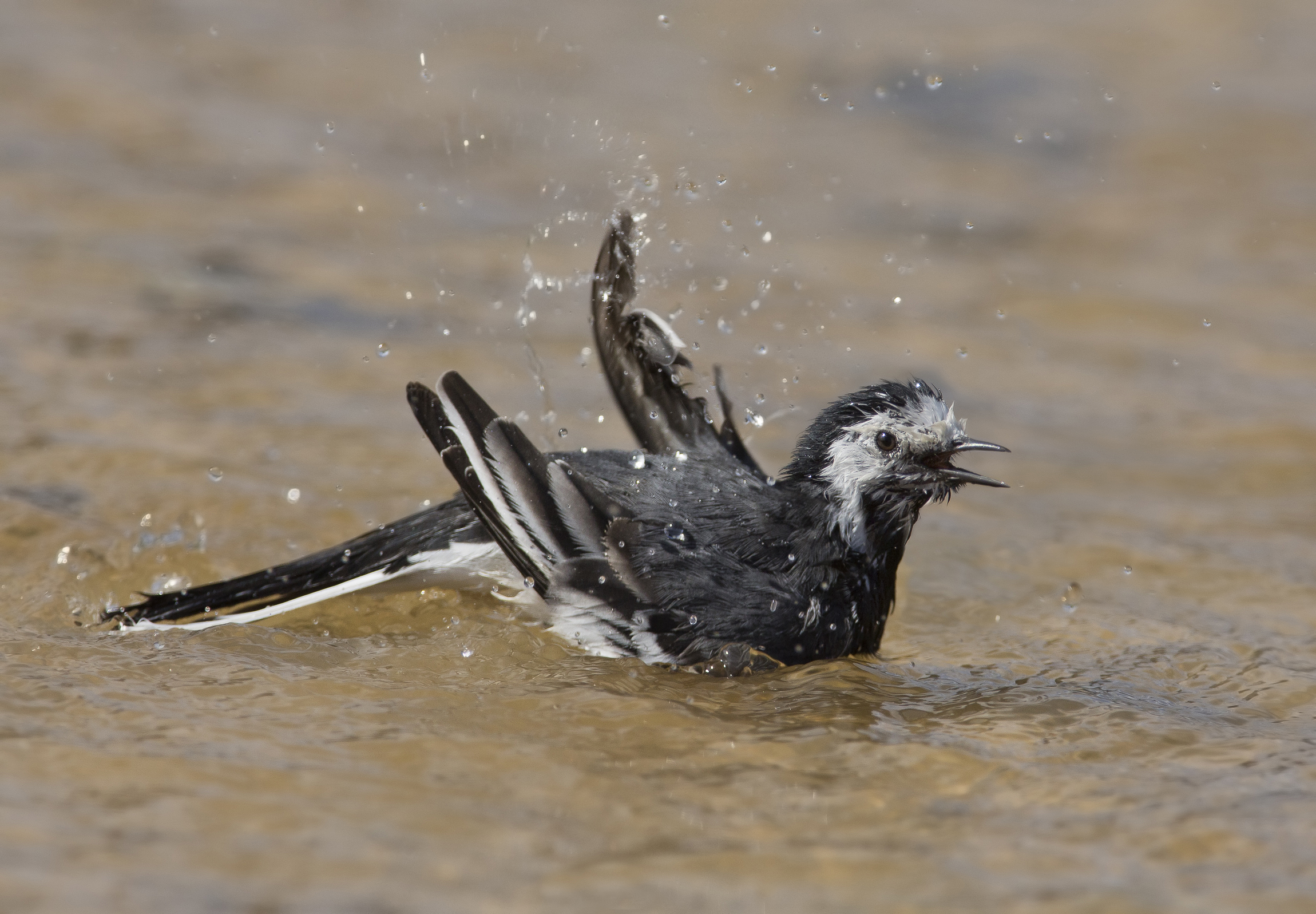 ballerina bianca (motacilla alba) al bagnetto