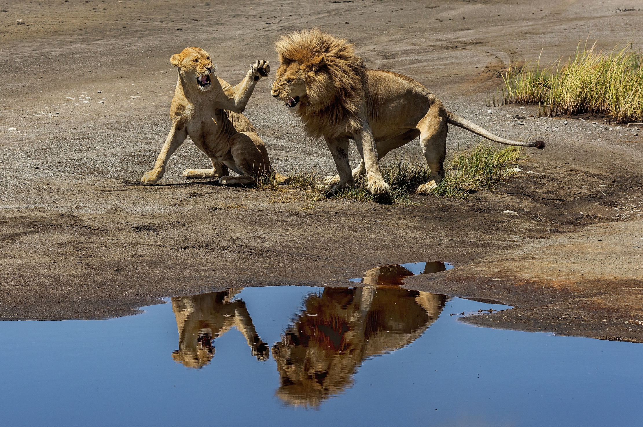 Tanzania 2016 - La coppia scoppia e si specchia