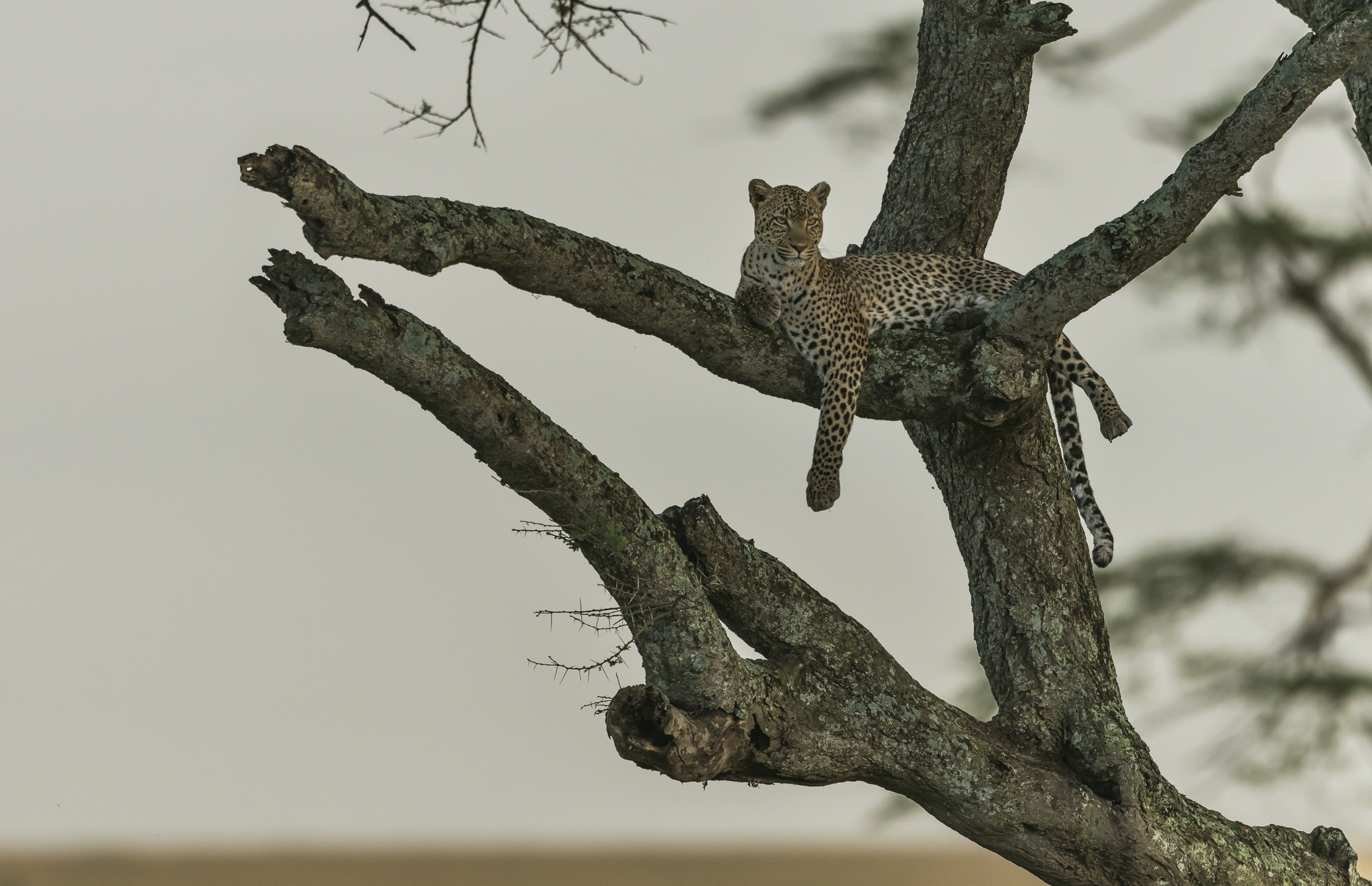 Tanzania 2016 - Leopard