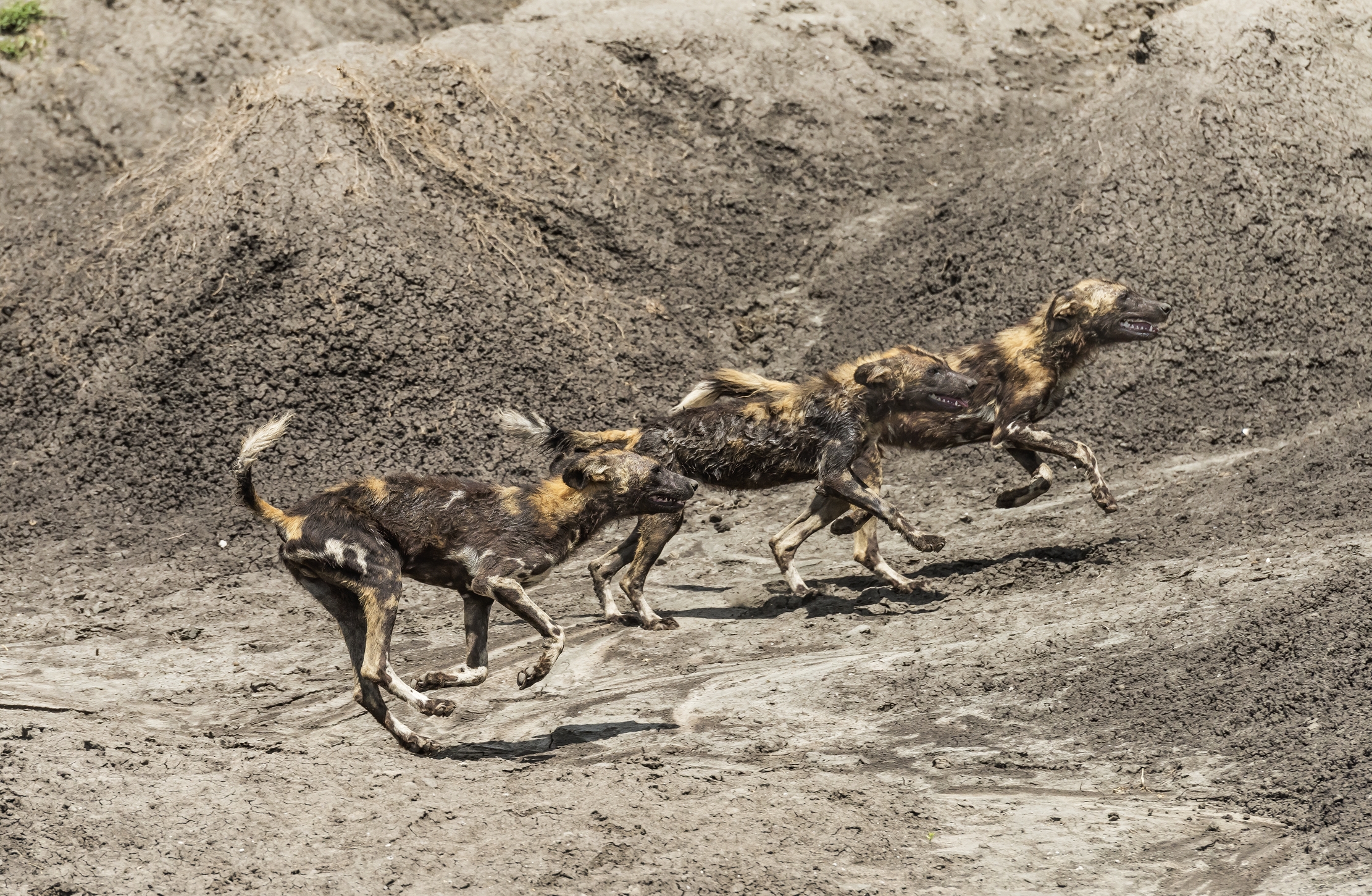 Tanzania 2016 - Licaoni