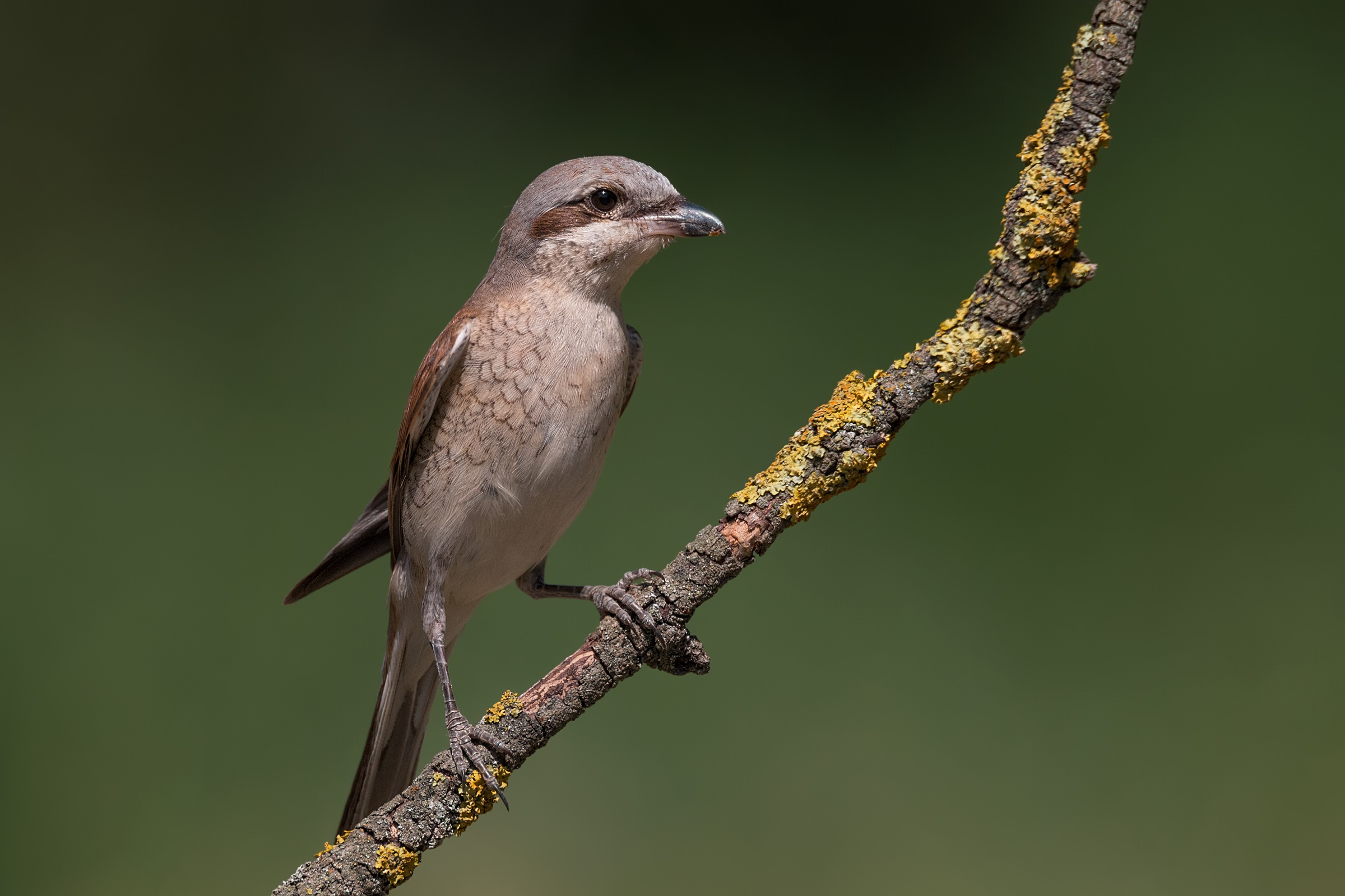 Lesser Grey Shrike