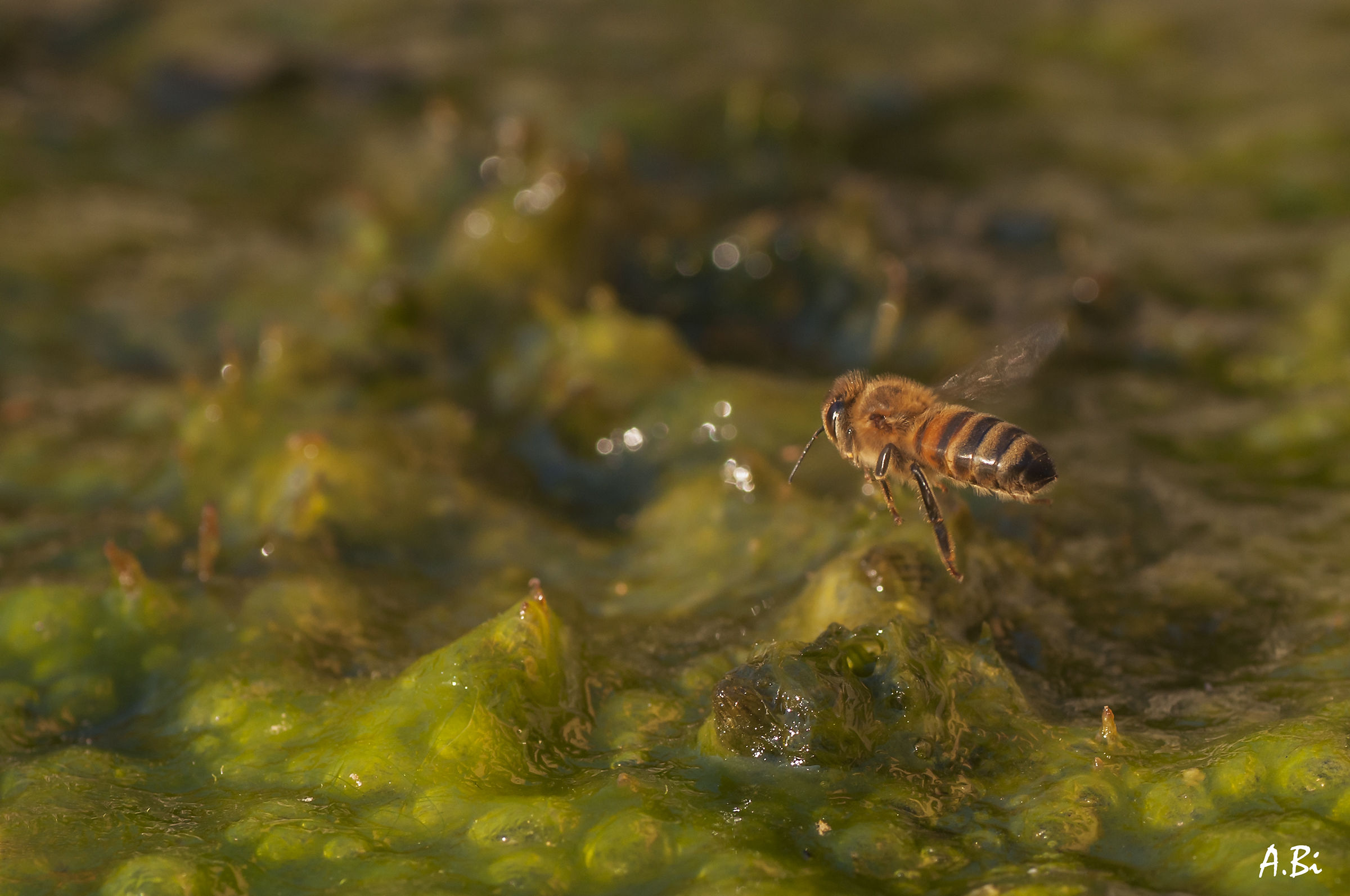 In flight over the pond