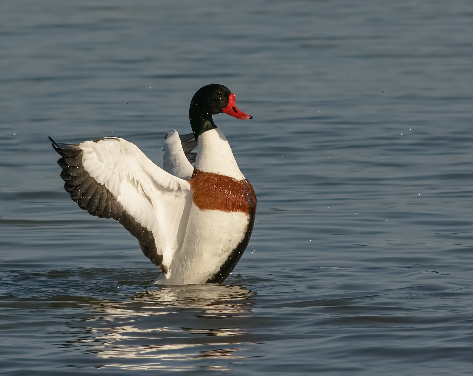 shelduck