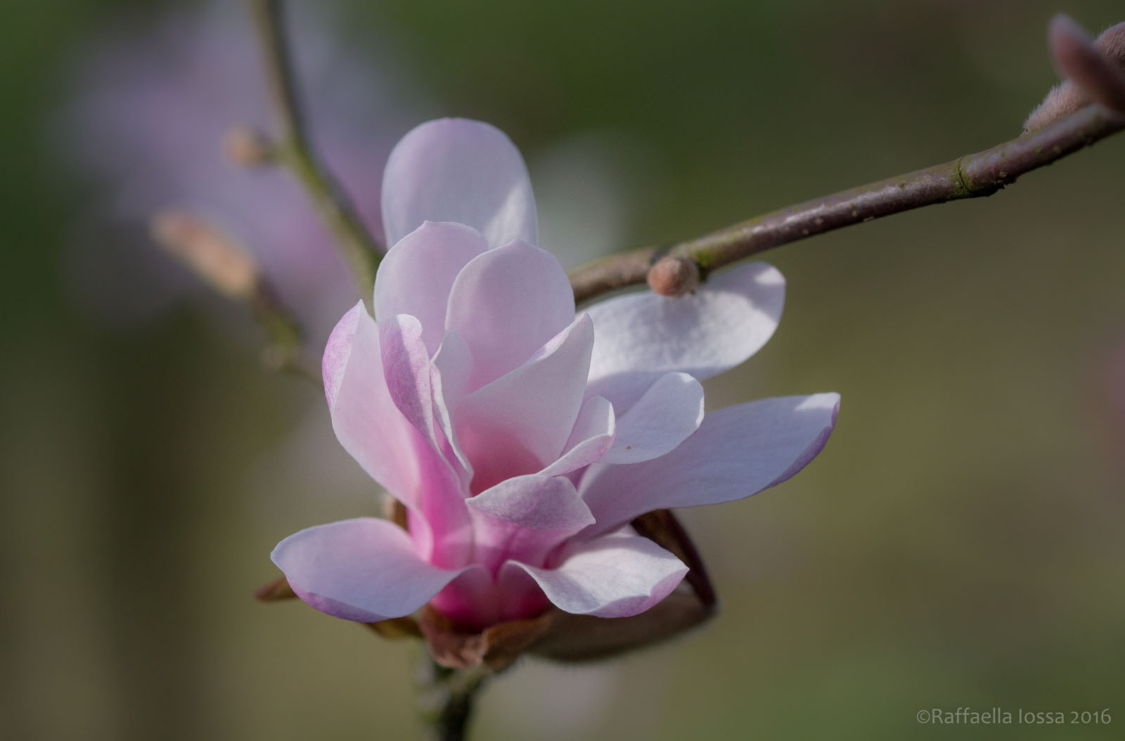 magnolia