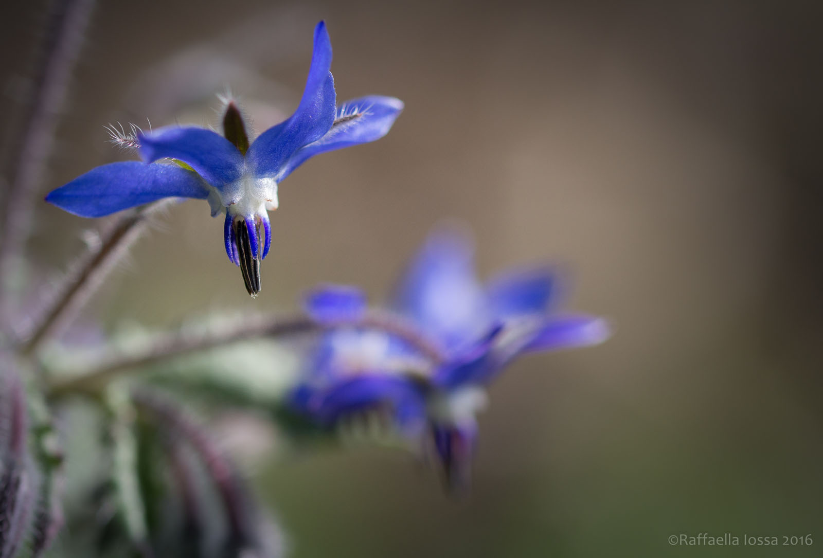 borage