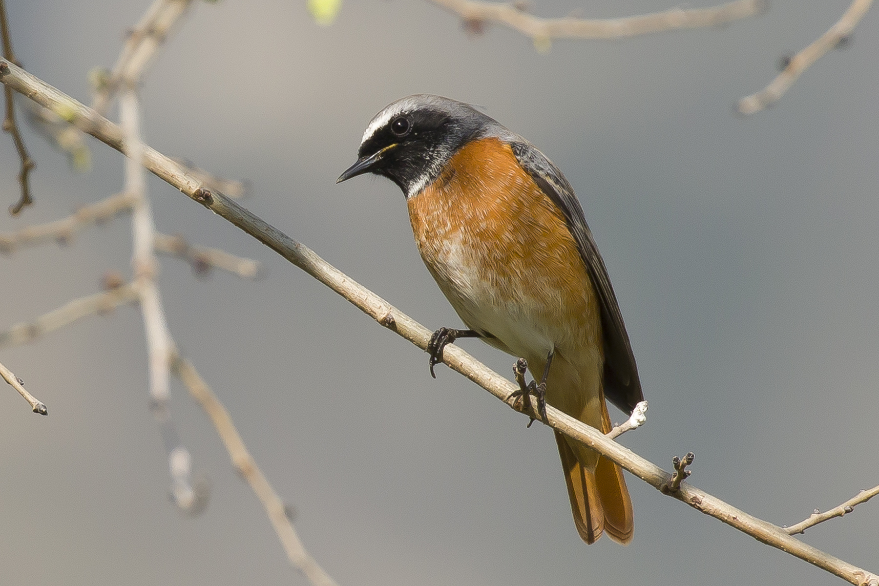 common redstart