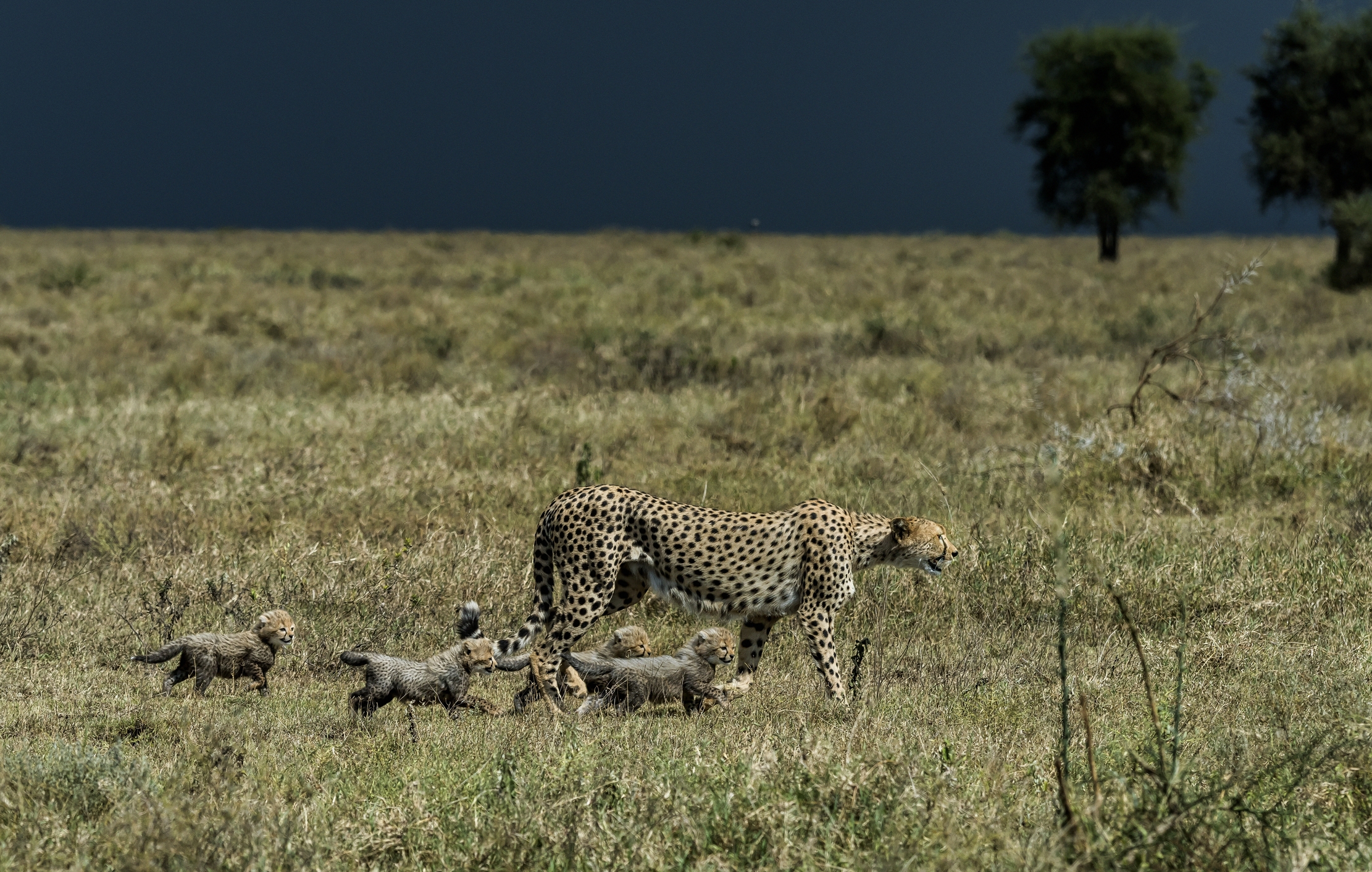 Tanzania 2016 - Mamma ghepardo e i suoi piccolissimi