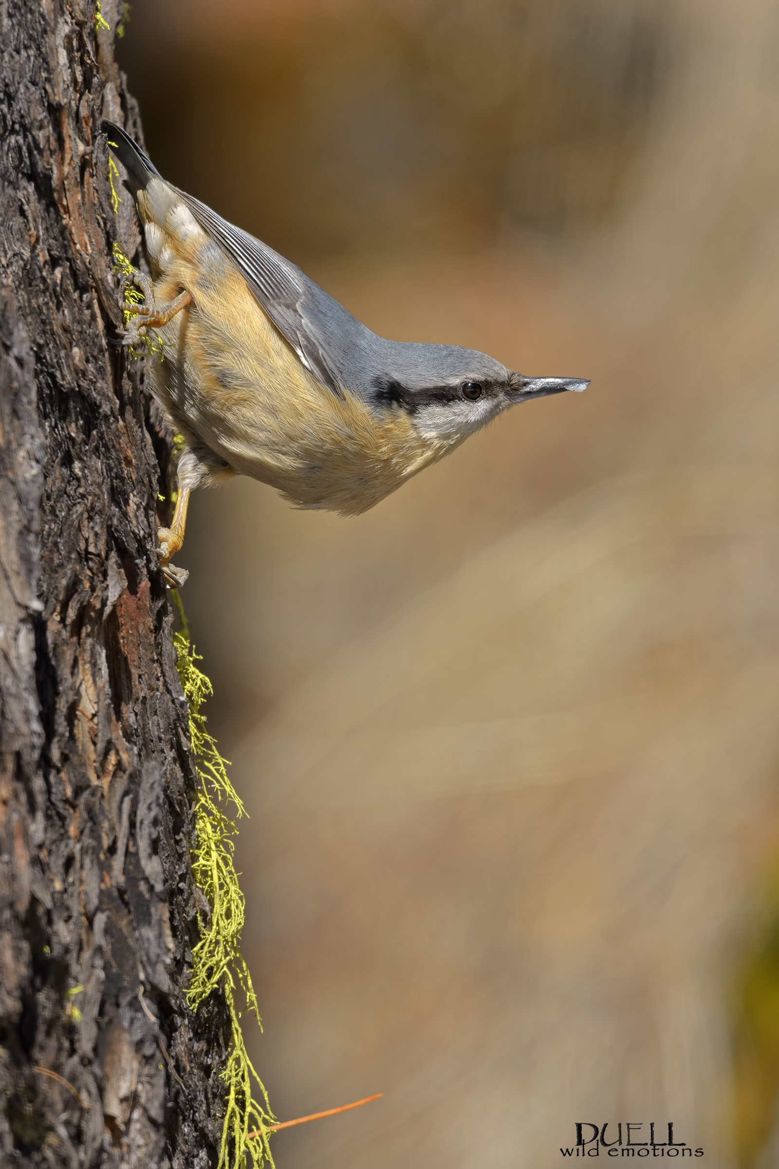 nuthatch, classic pose