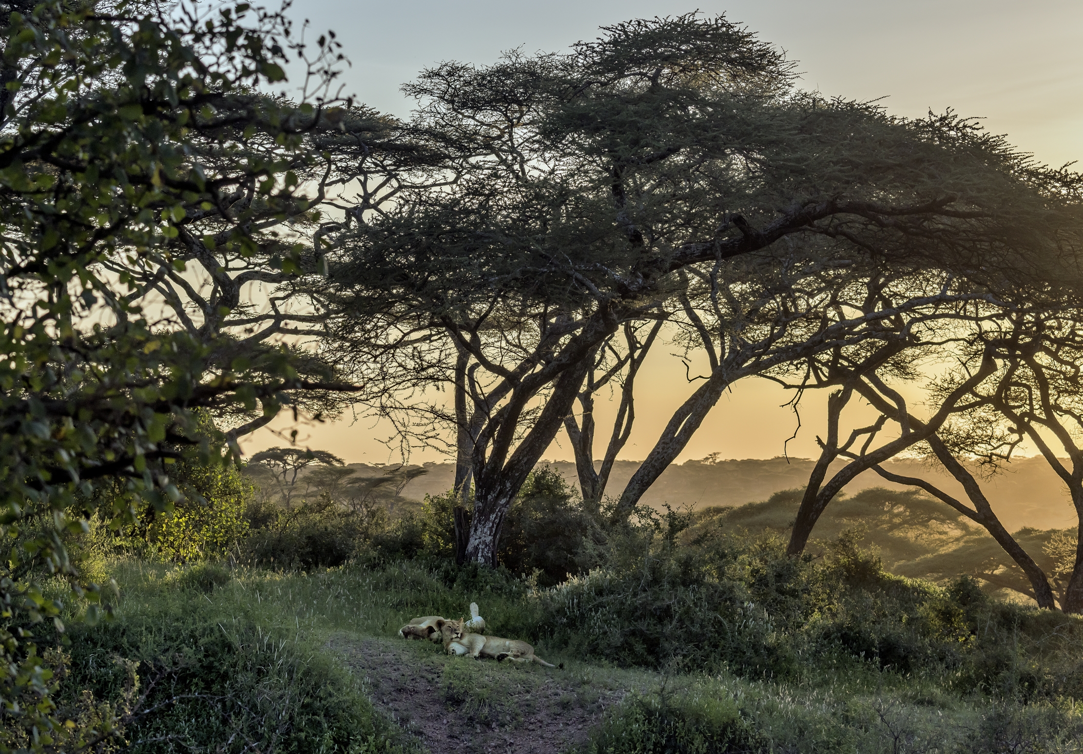Tanzania 2016 - Tramonto con leoni a Ndutu