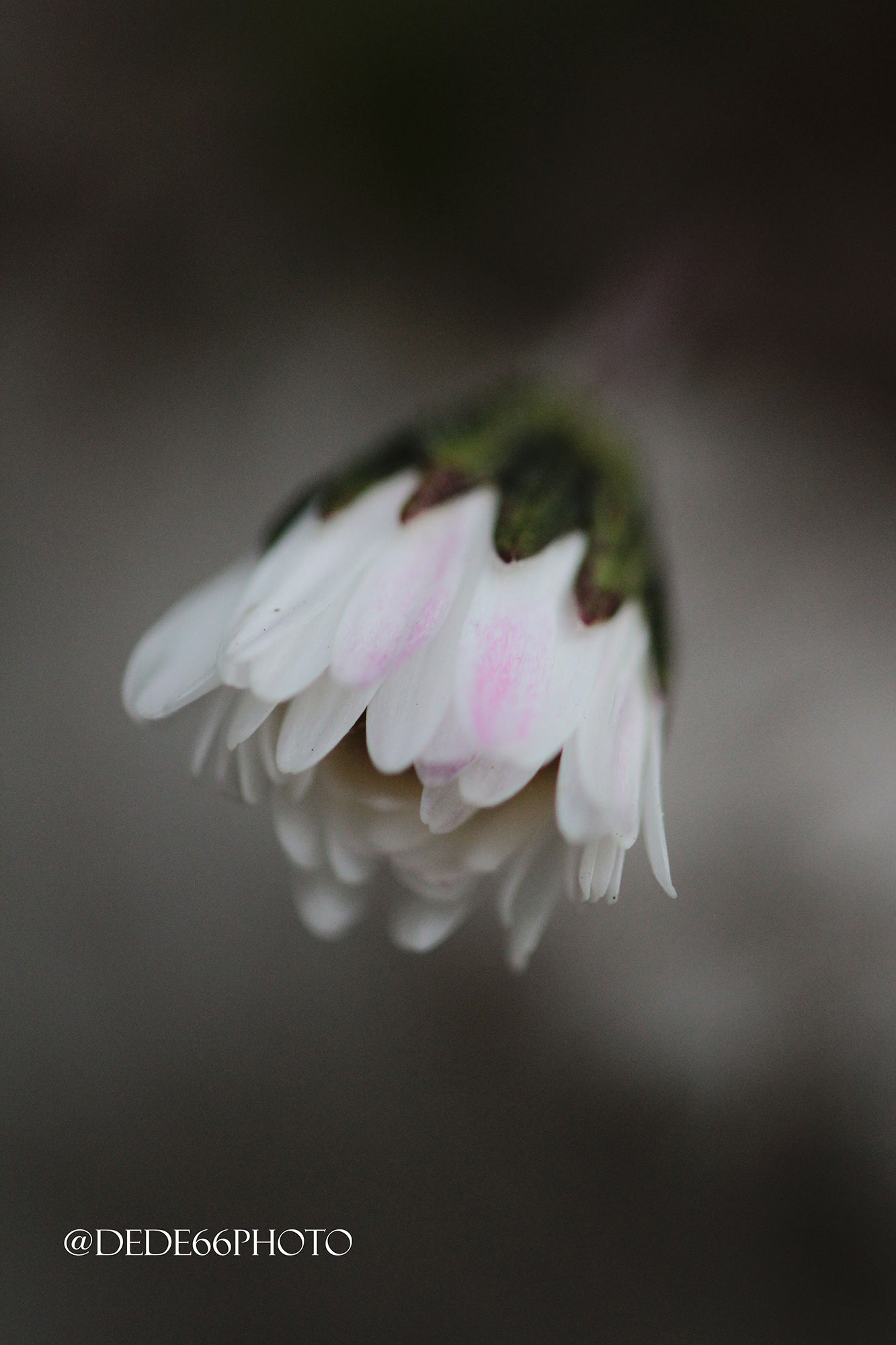 La Delicatezza del Risveglio