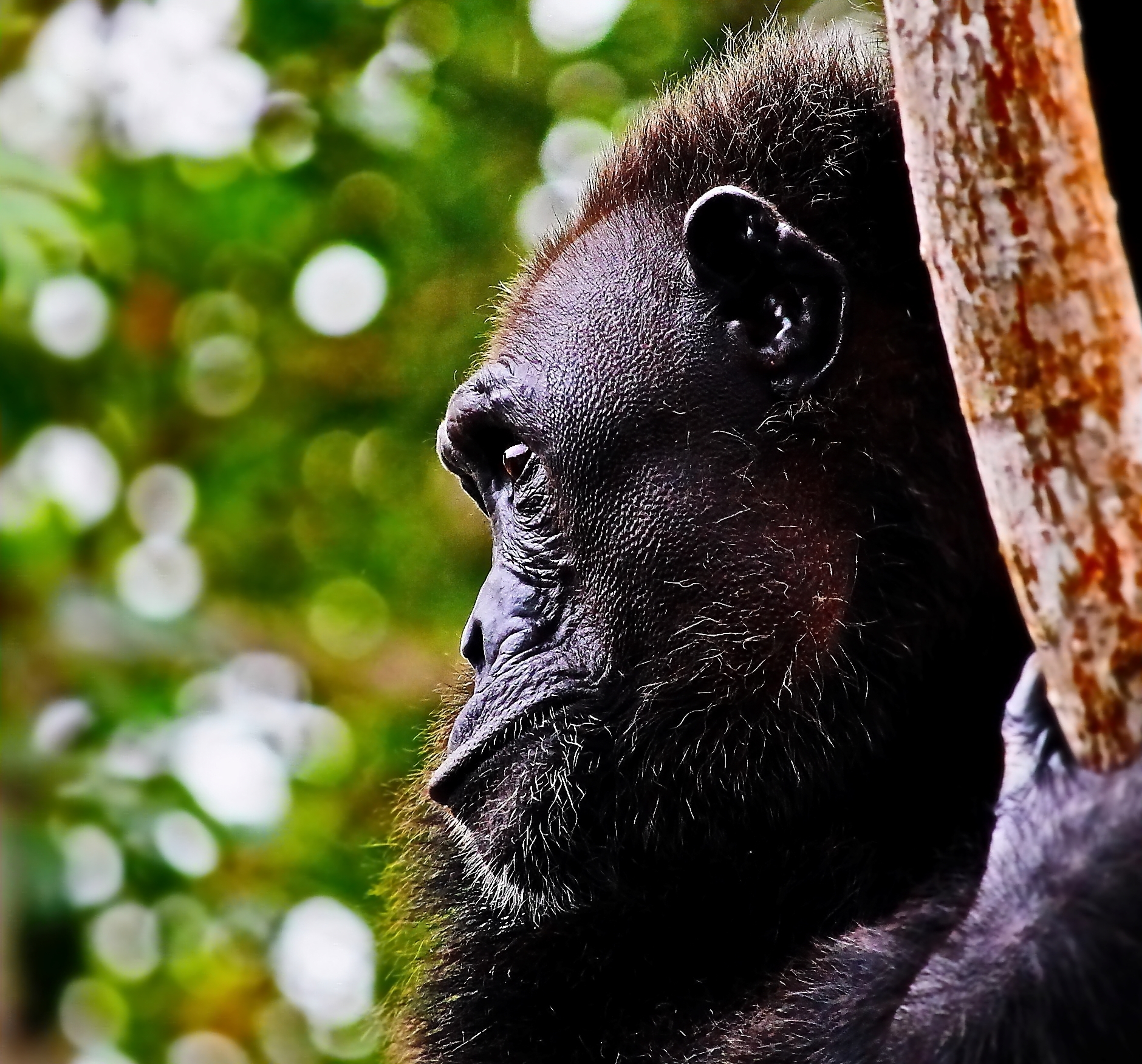 Conkouati Congo Park