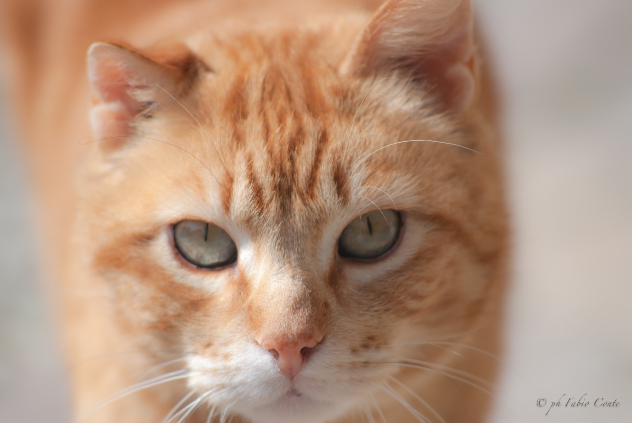 Fruby, the cat joker