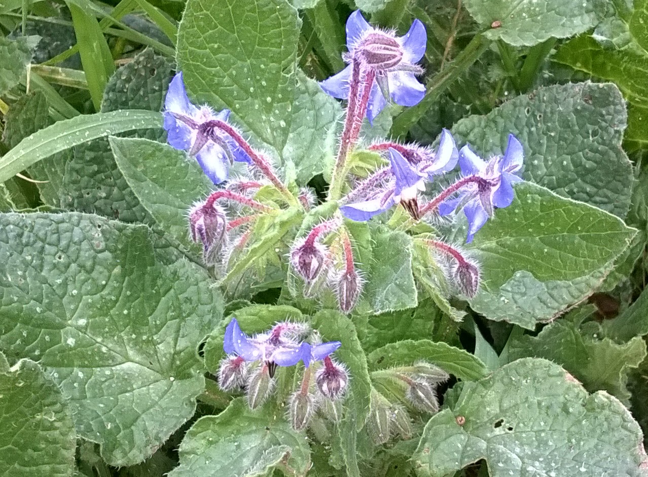 Piante dell'Alta Murgia