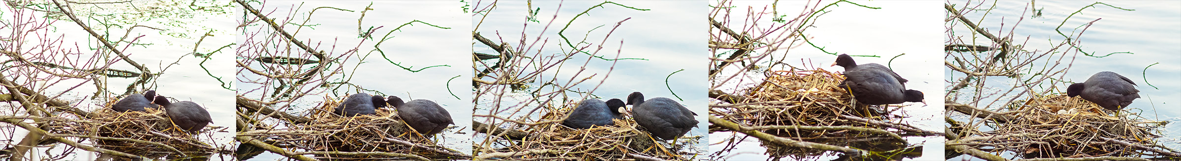 According shift change for hatching, horizontal