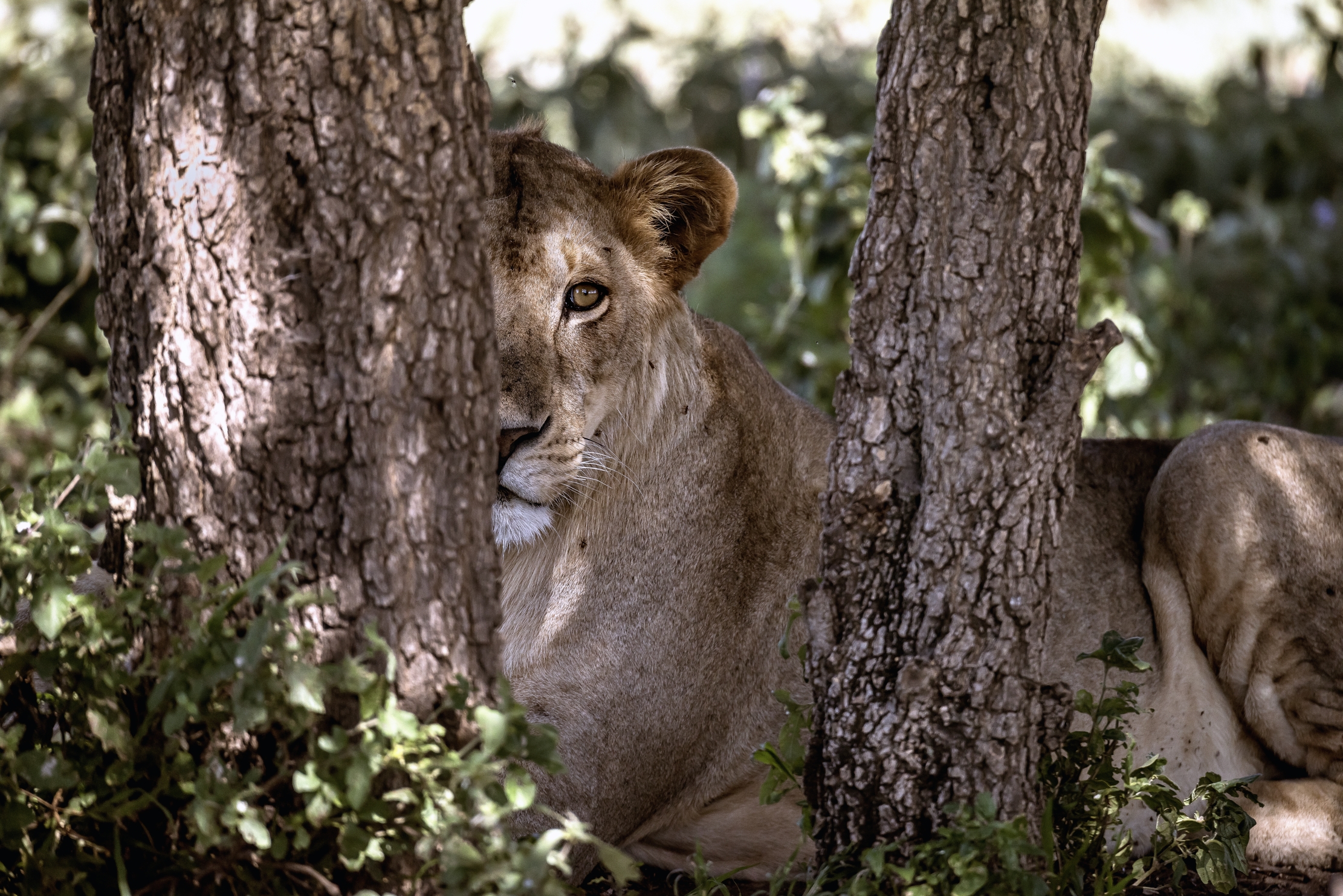 Tanzania 2016 - Nell'ombra