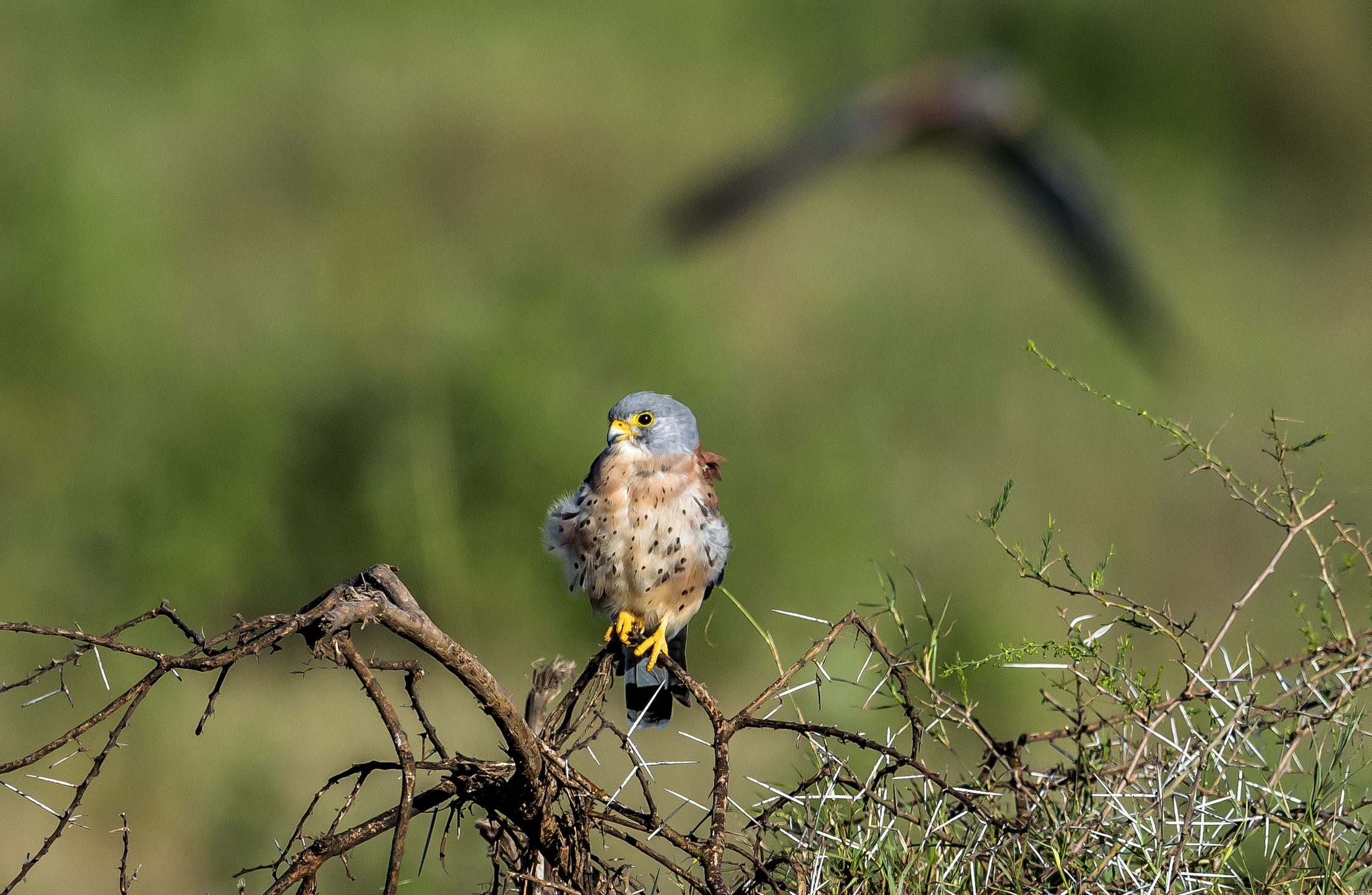 Tanzania 2016 - Grillai