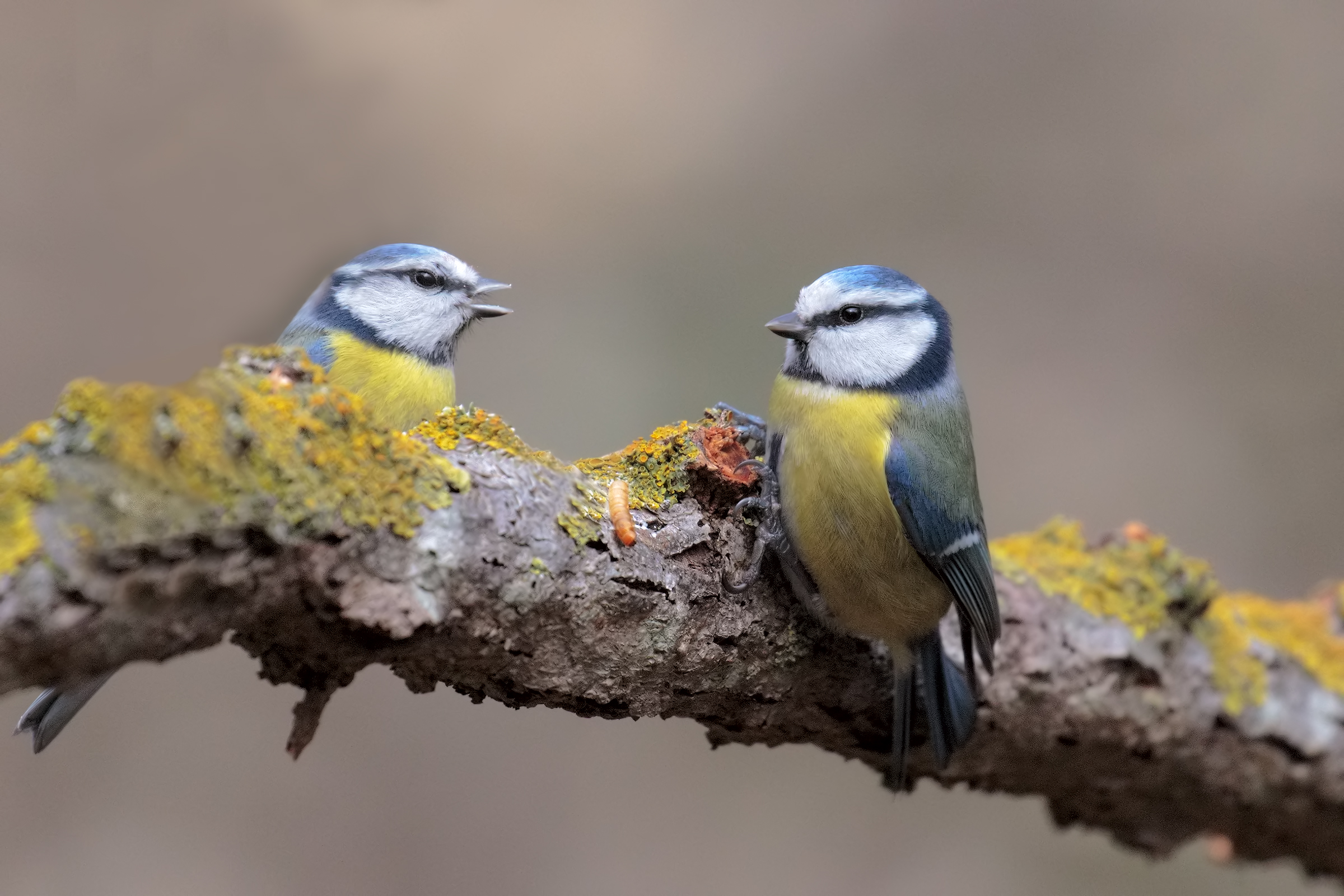 la solita pettegola...