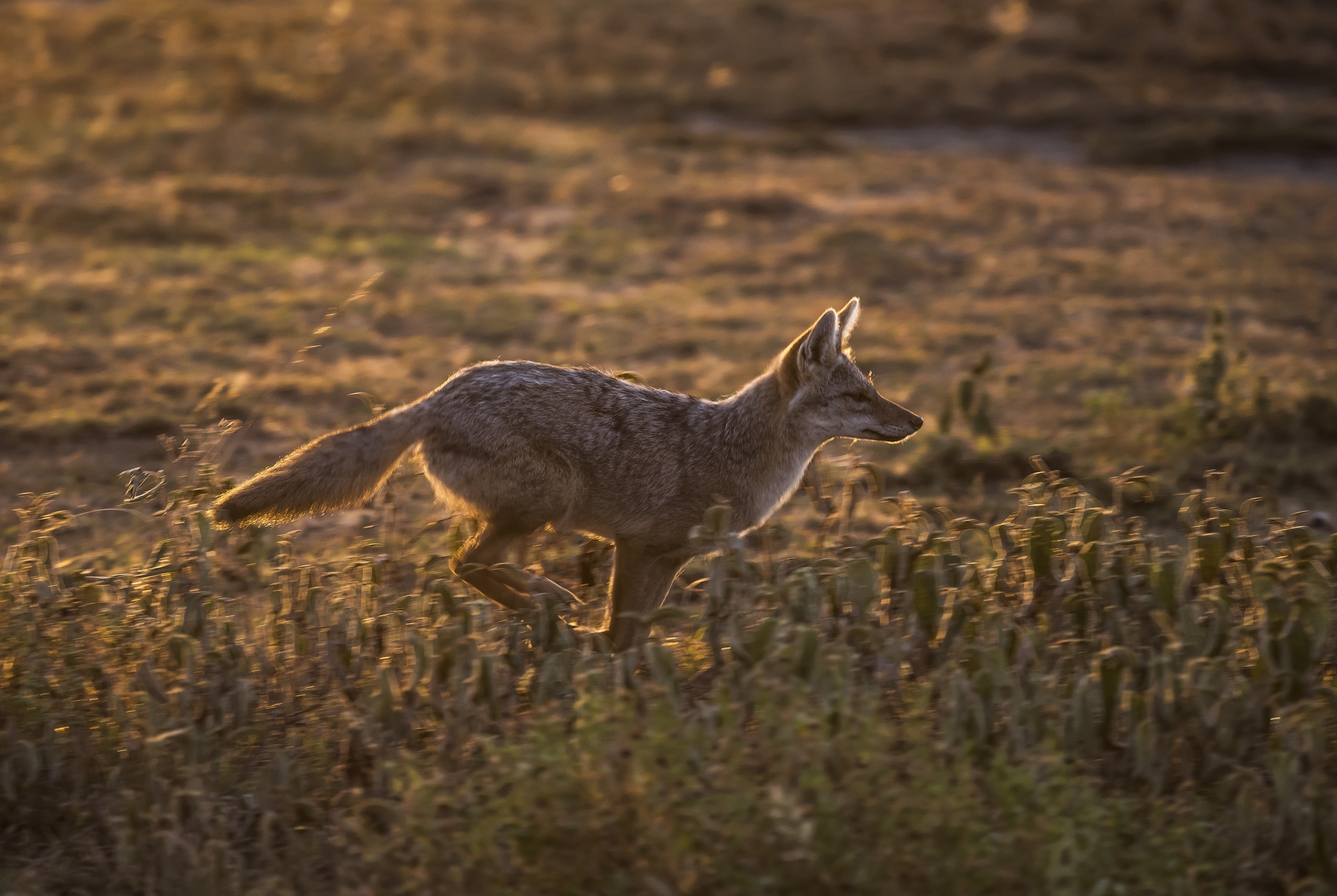 Tanzania 2016 - Sciacallo dorato