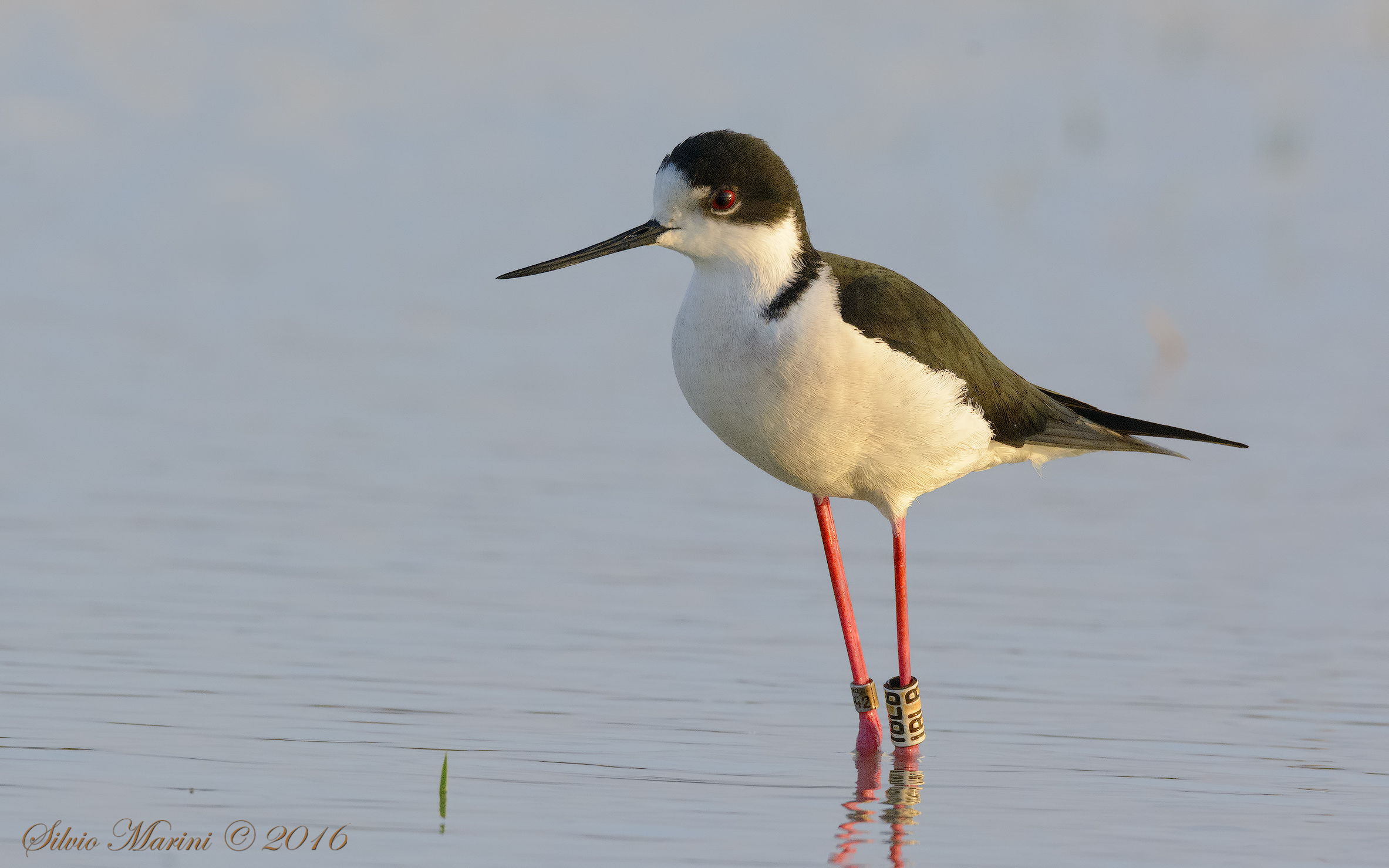 Knight of Italy (Himantopus himantopus)