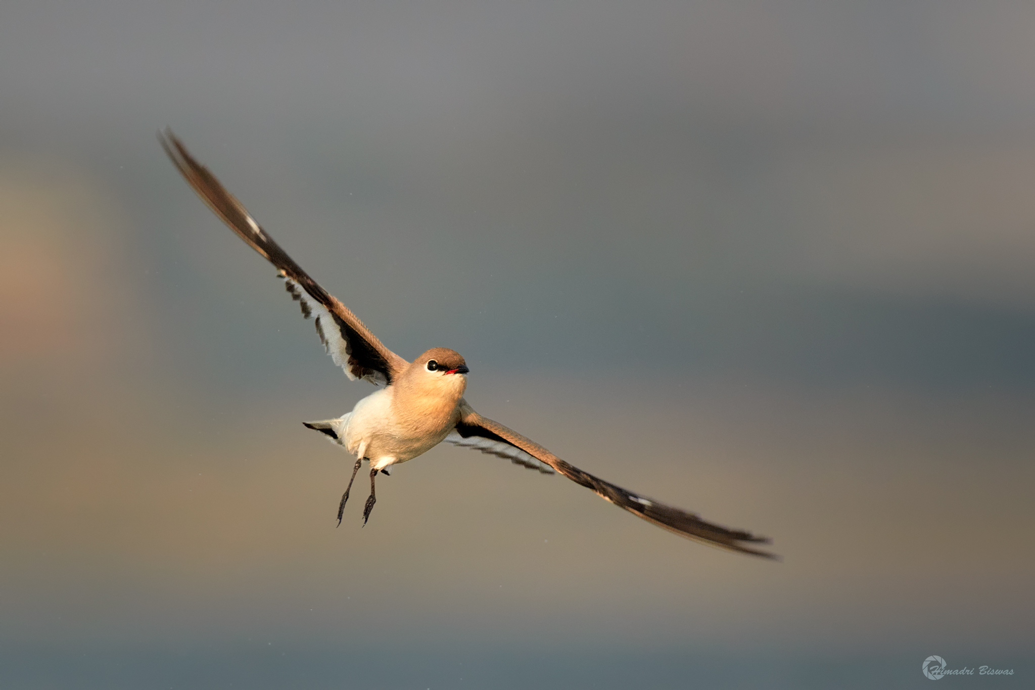 Small pratincole