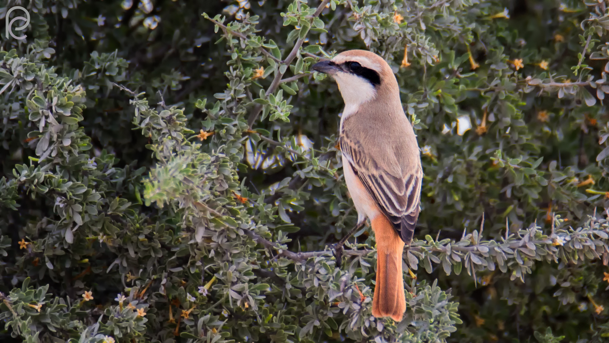 2Rufous coda Shrike - maschio