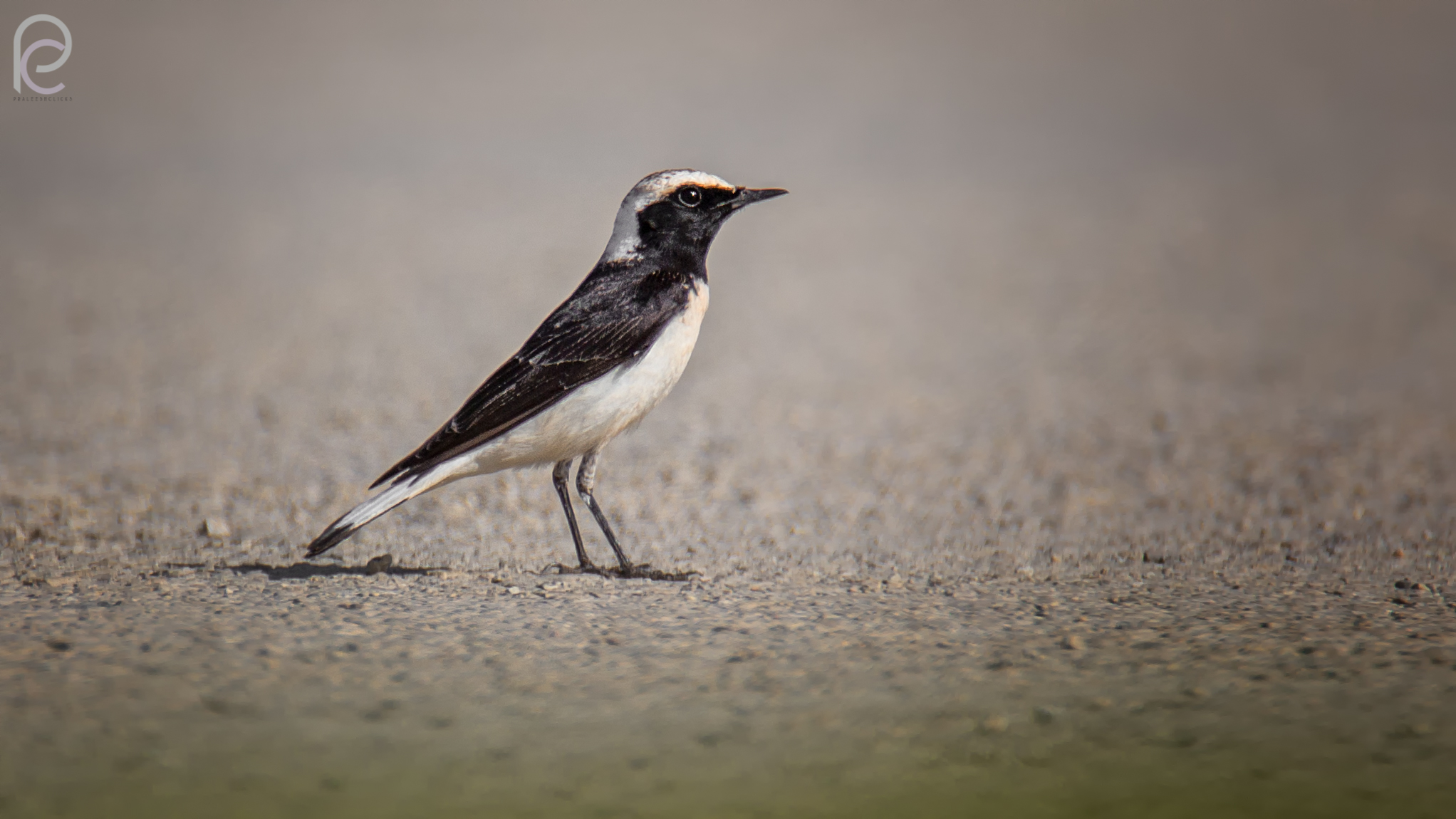 Pied whetear - Femmina